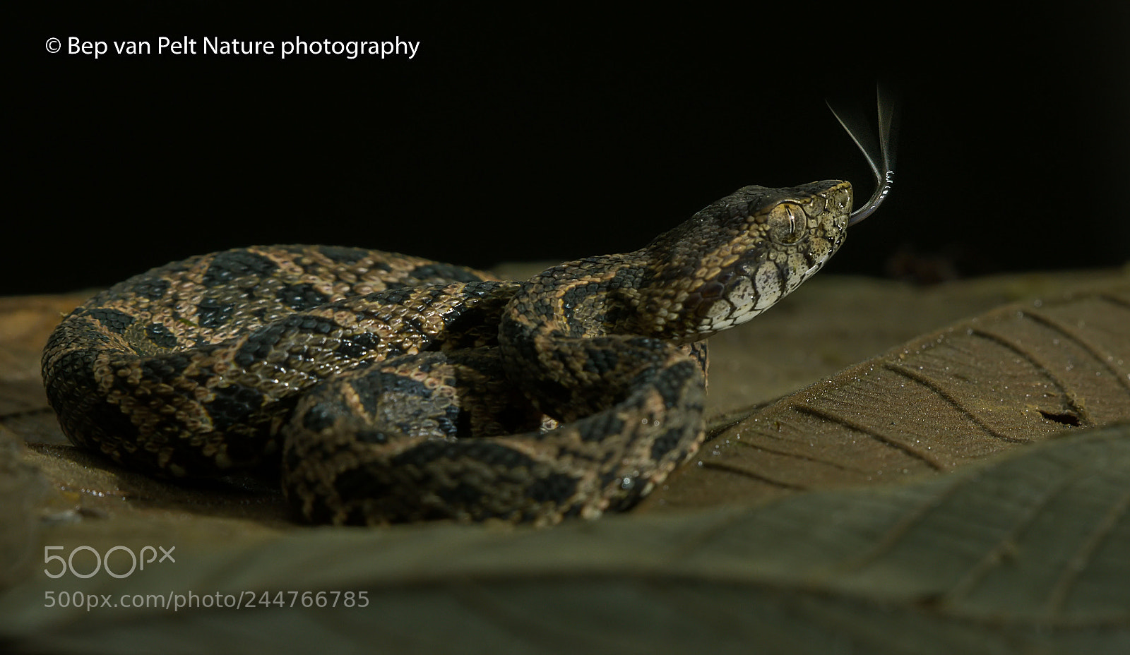 Nikon D500 sample photo. Common lancehead photography