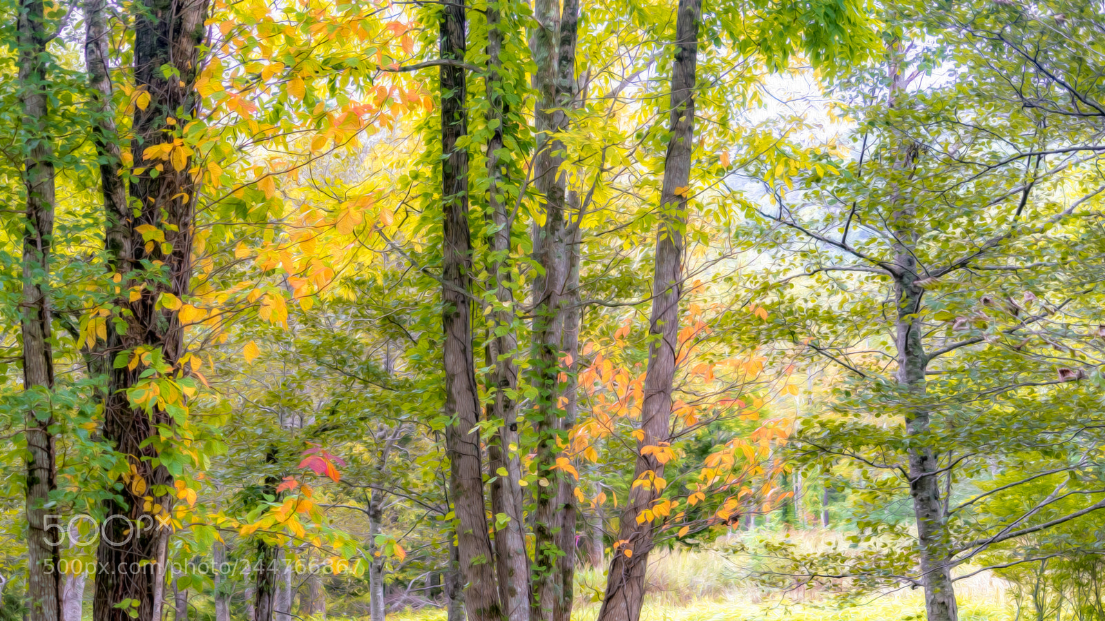 Sony a7 II sample photo. Japan autumn photography