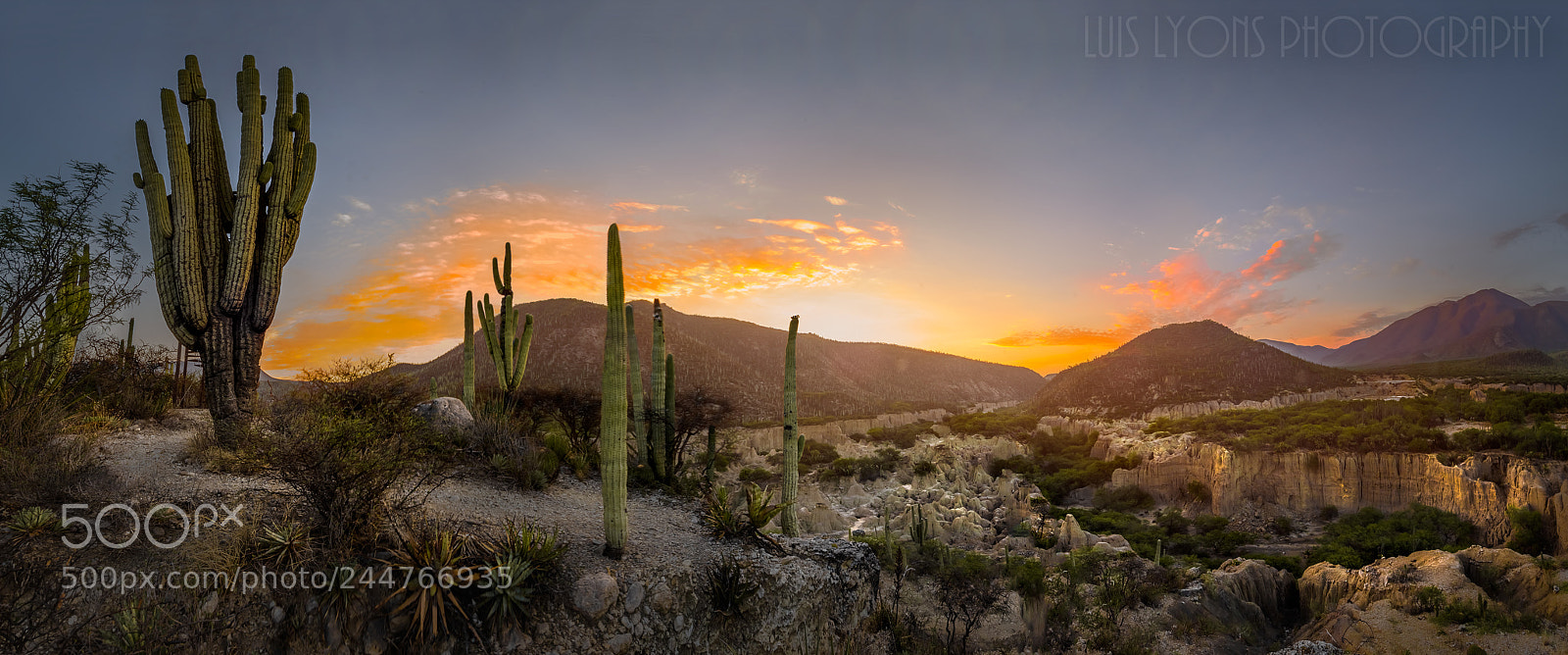 Nikon D5100 sample photo. Dawn at the cactii photography