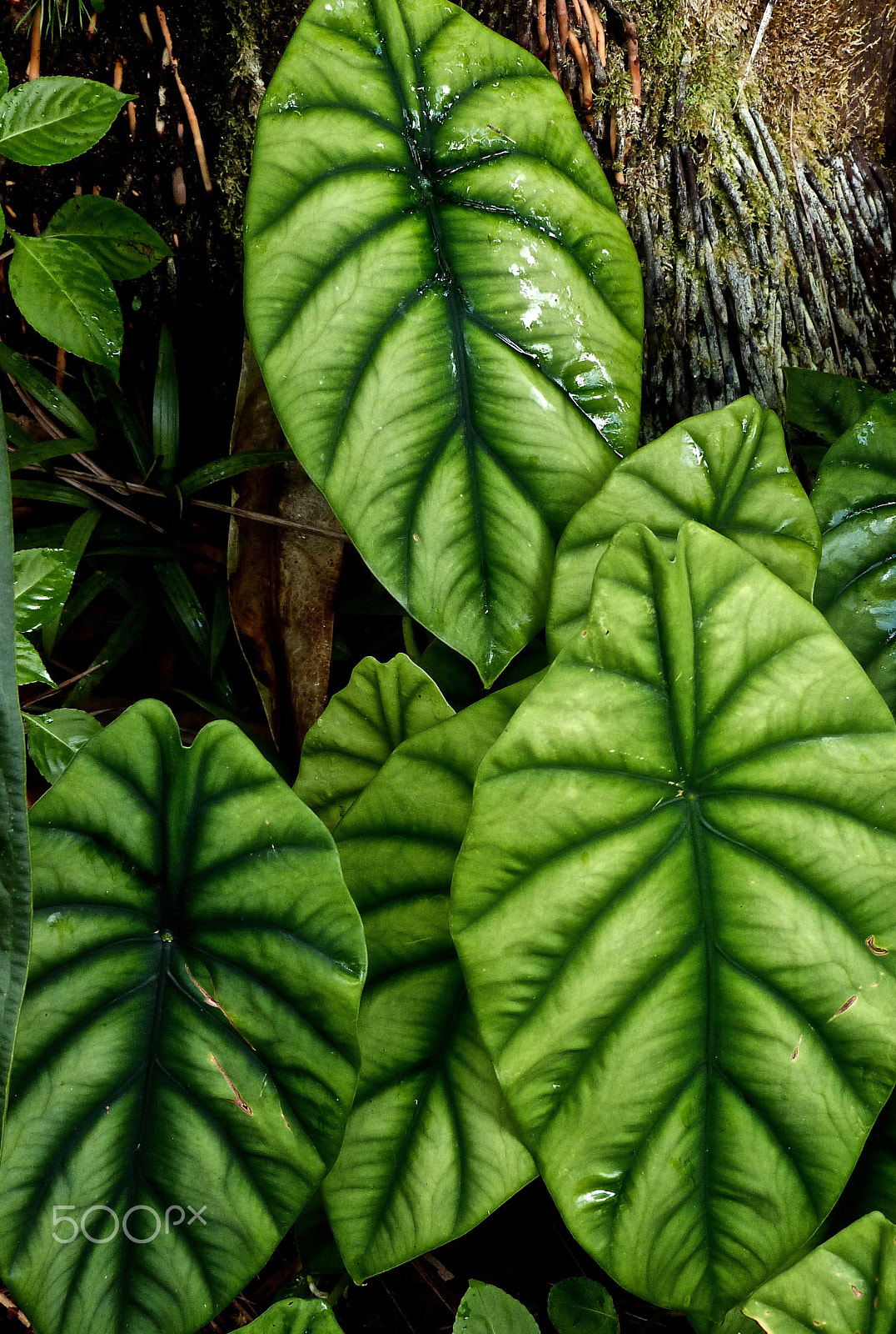 Panasonic Lumix DMC-FZ47 (Lumix DMC-FZ48) sample photo. Philodendron sp. #1 photography