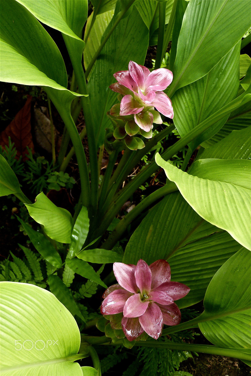 Panasonic Lumix DMC-FZ47 (Lumix DMC-FZ48) sample photo. Pink turmeric ginger - curcuma photography