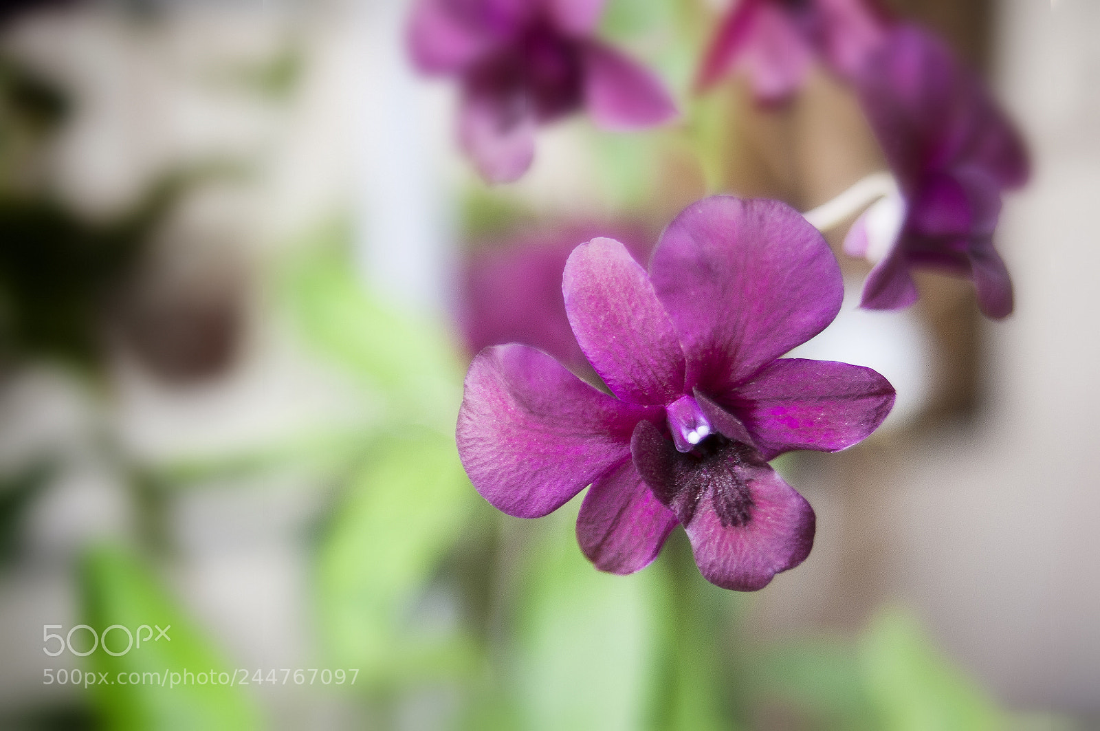 Nikon D300S sample photo. Hoa lan photography