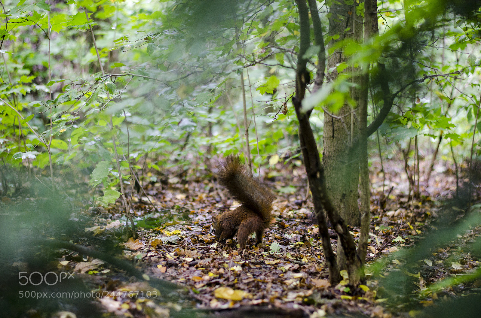 Nikon D5100 sample photo. Shadowing the squirrel photography