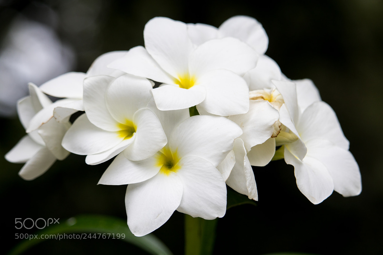 Canon EOS 750D (EOS Rebel T6i / EOS Kiss X8i) sample photo. Flower photography