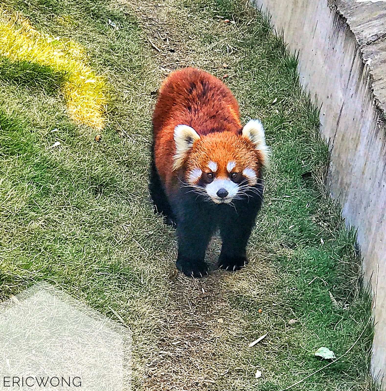 Apple iPhone 7 Plus sample photo. The lonely raccoon photography