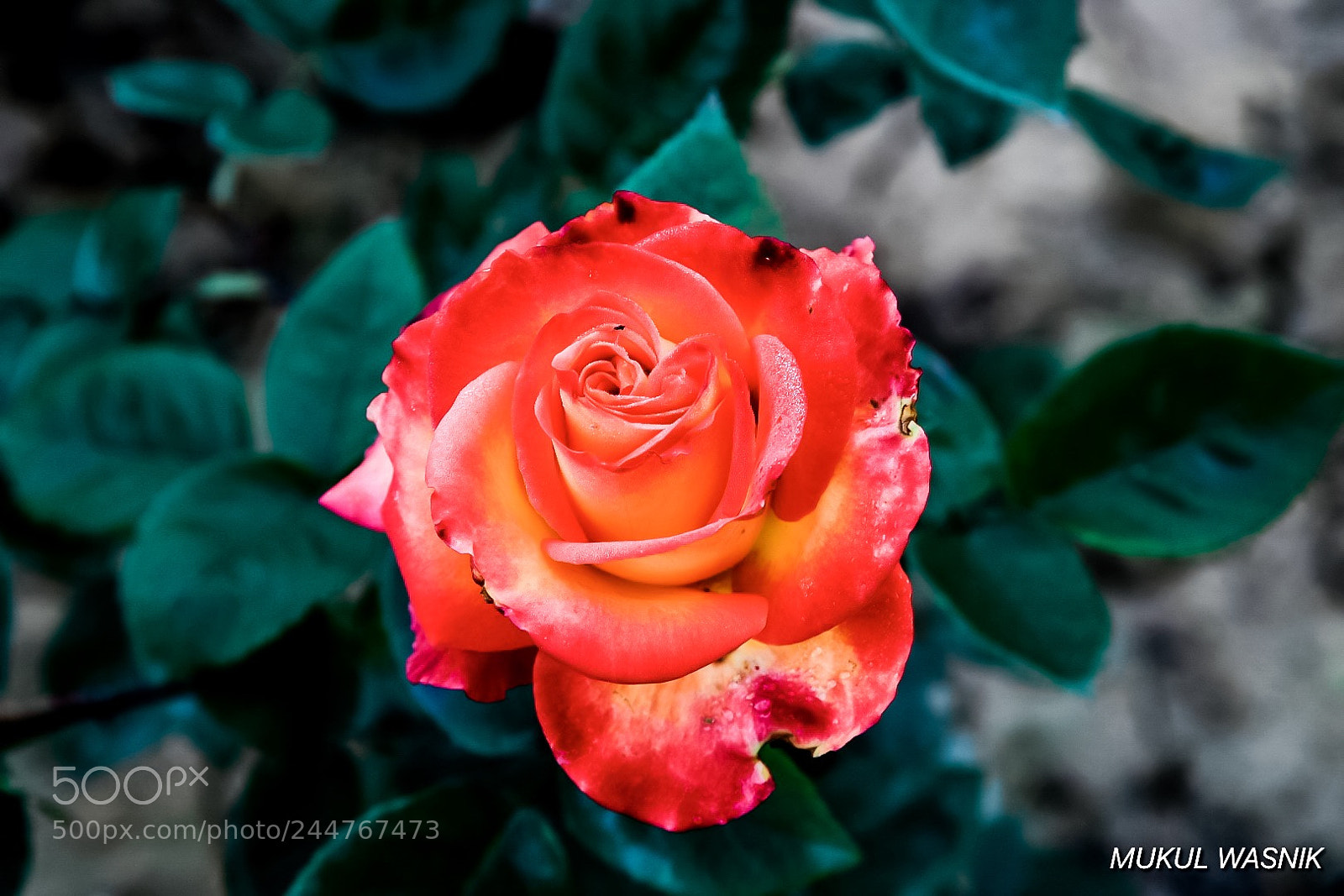 Nikon D500 sample photo. Morning glory photography
