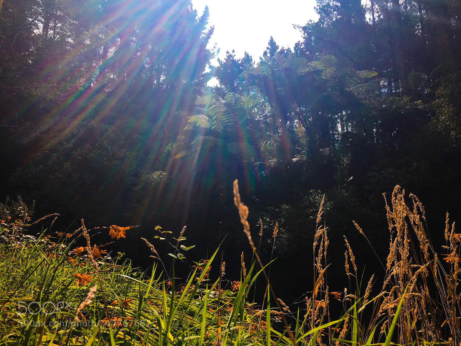 Apple iPhone 6s sample photo. Untitled photography