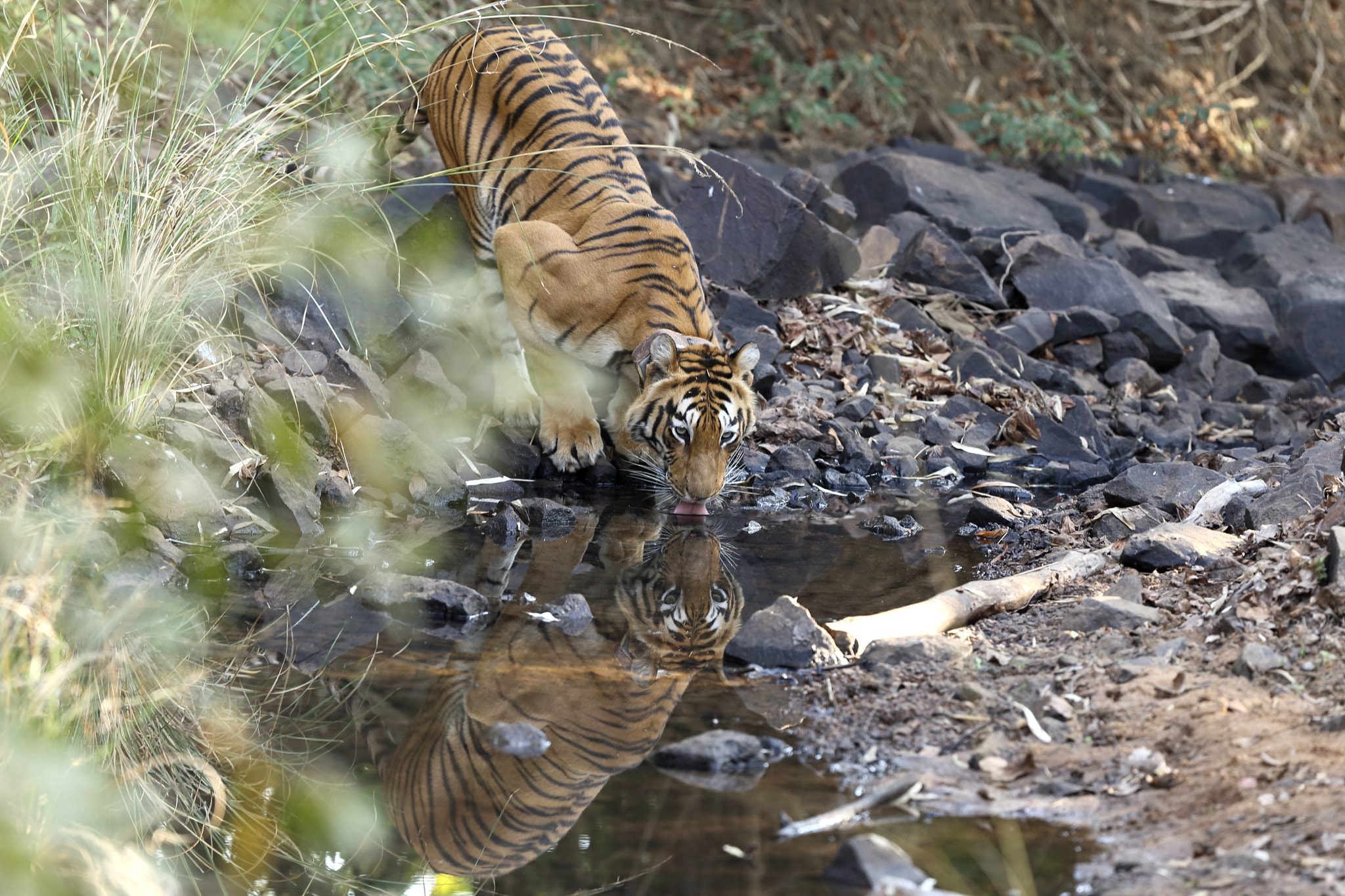 Canon EOS 6D + Canon EF 300mm F2.8L IS II USM sample photo. Img tiger on a waterhole photography
