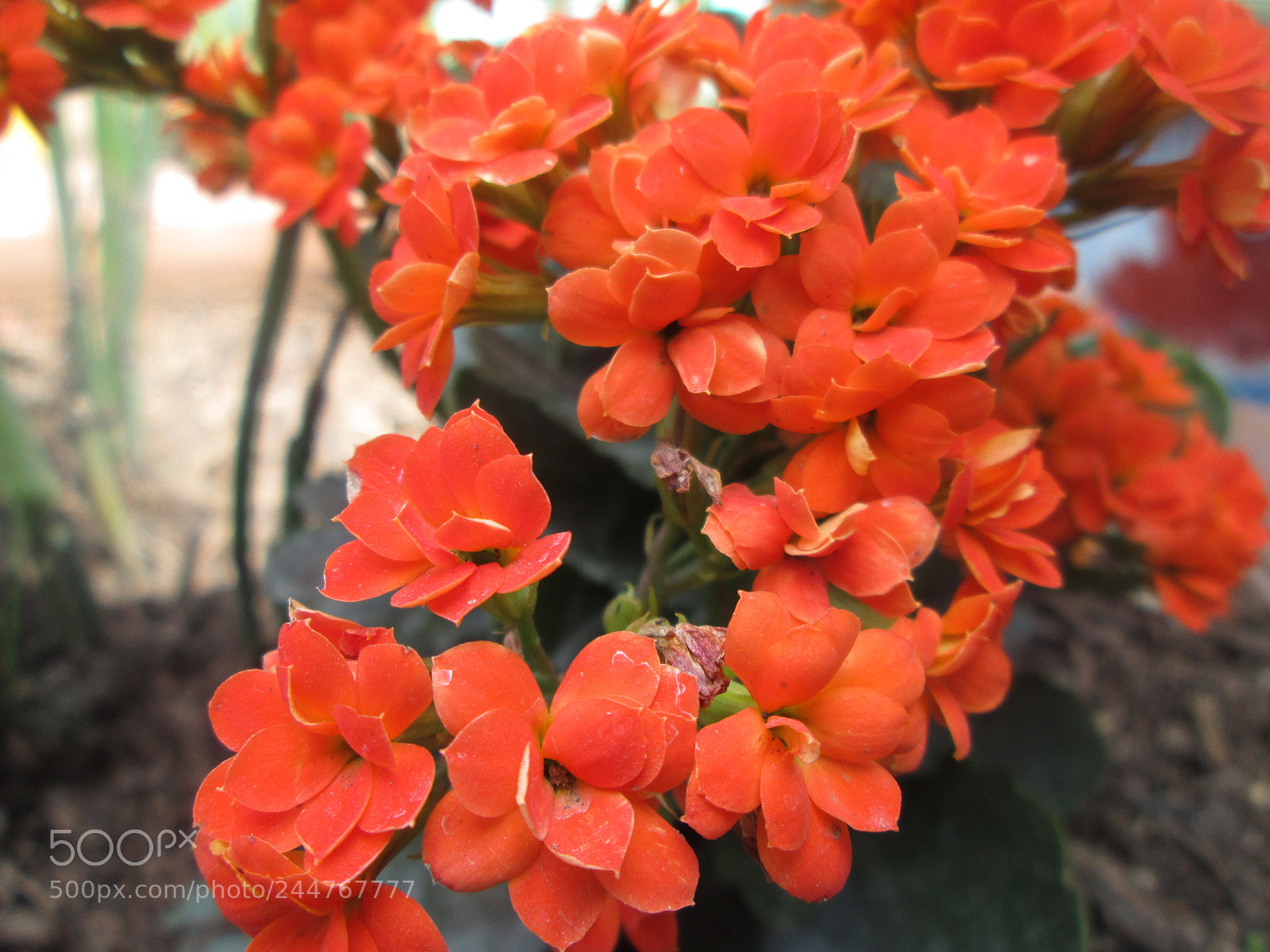 Canon PowerShot A2300 sample photo. A little hope ••• photography