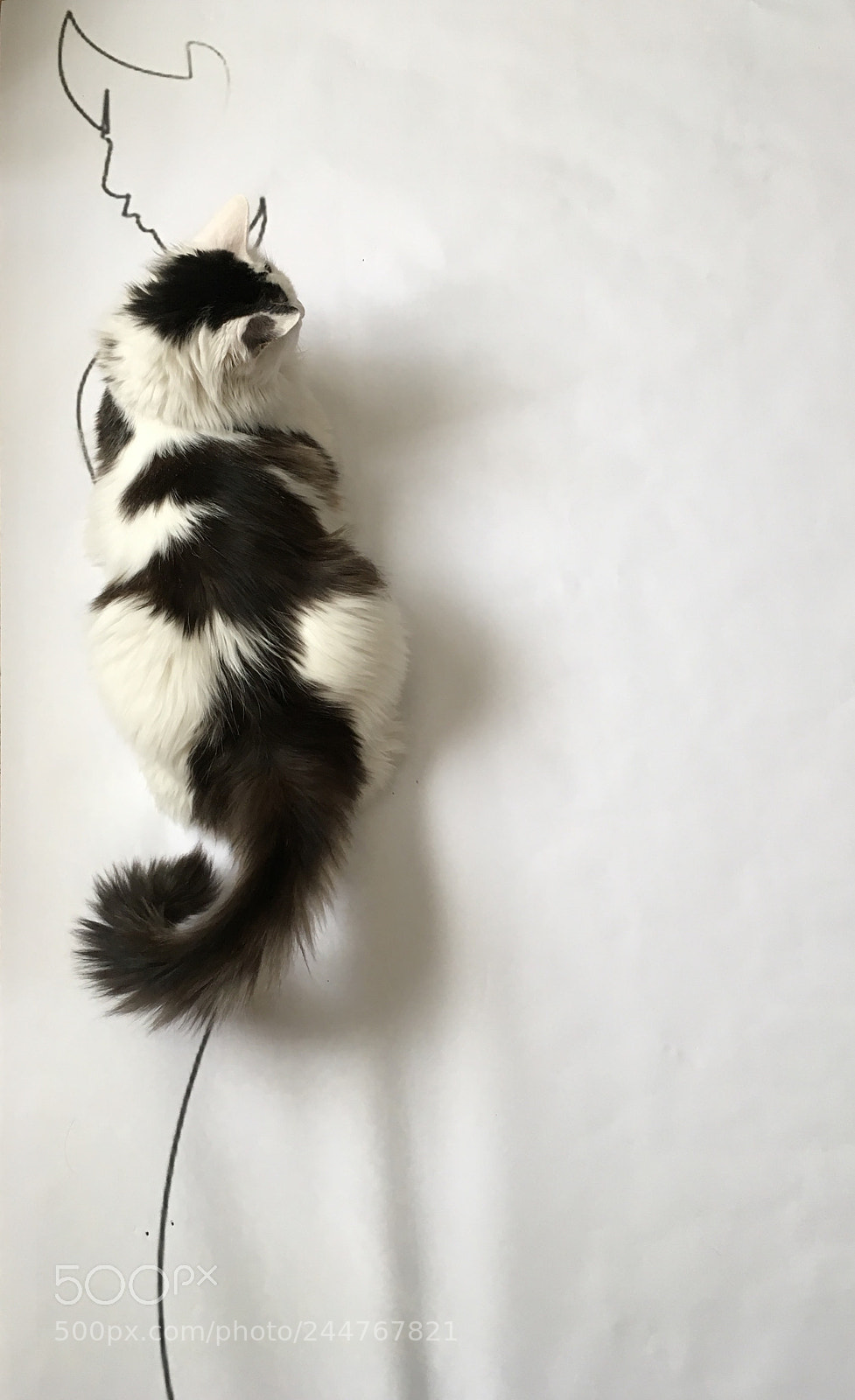 Apple iPad Pro sample photo. Cat and woman photography