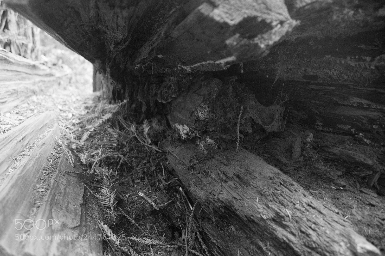 Canon EOS 600D (Rebel EOS T3i / EOS Kiss X5) sample photo. Redwood log photography