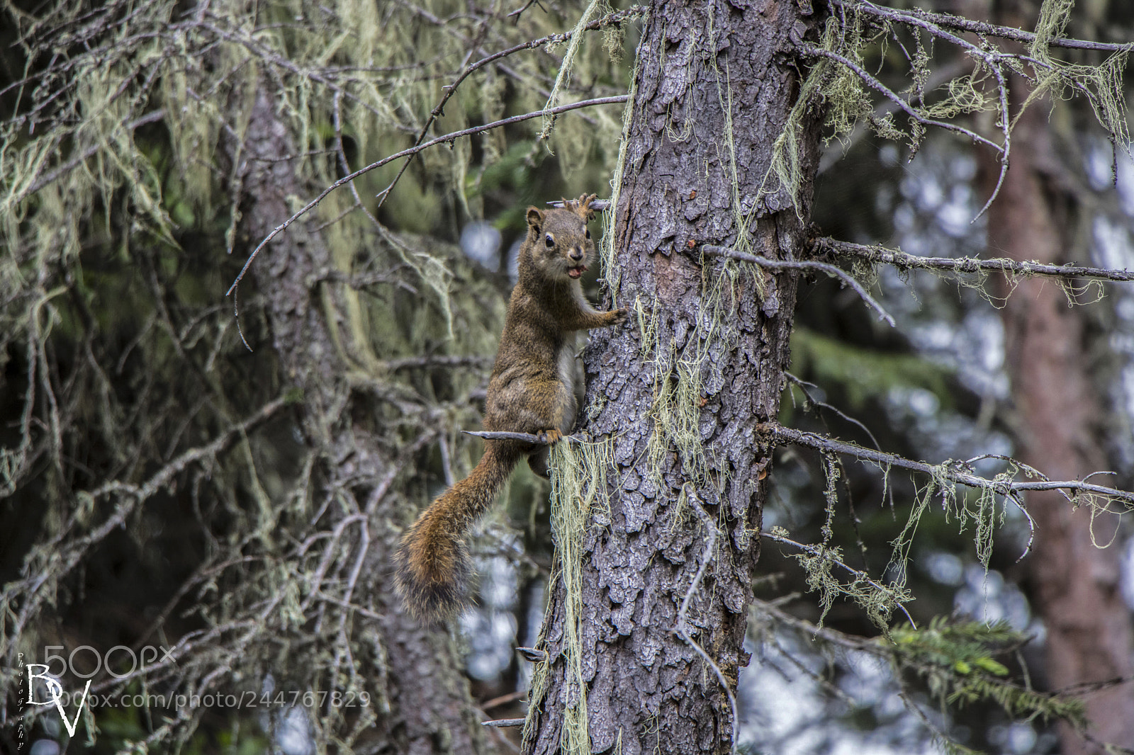 Canon EOS 760D (EOS Rebel T6s / EOS 8000D) sample photo. Spying on squirrel photography