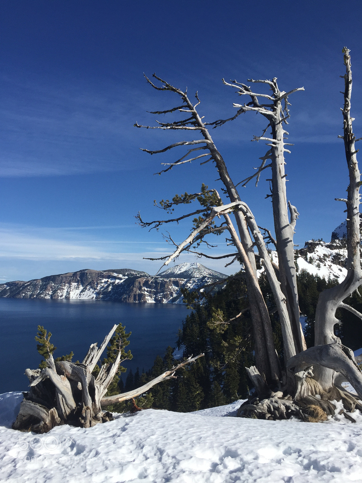 Apple iPhone 6 sample photo. Sentinel tree photography