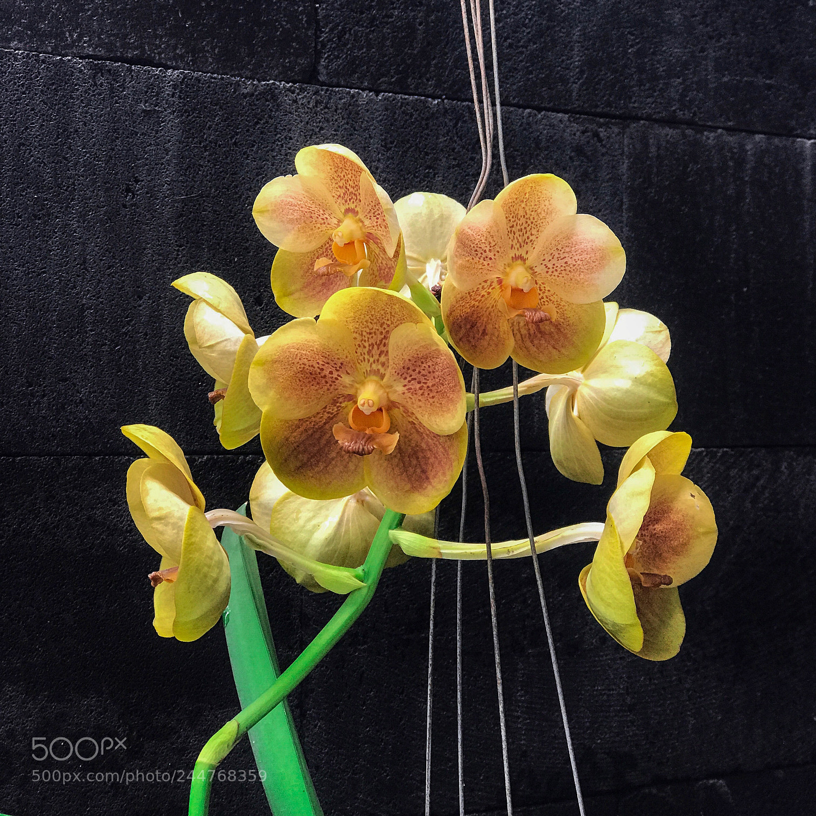 Apple iPhone 7 Plus sample photo. Gold shine - vanda photography