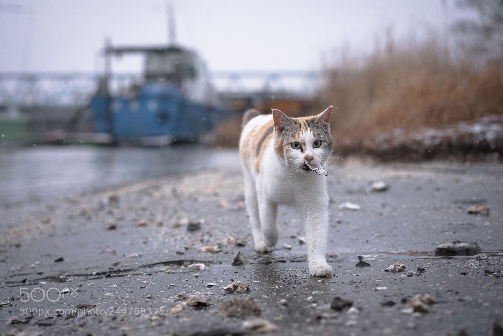 Sony a7S II sample photo. My favorite shell photography