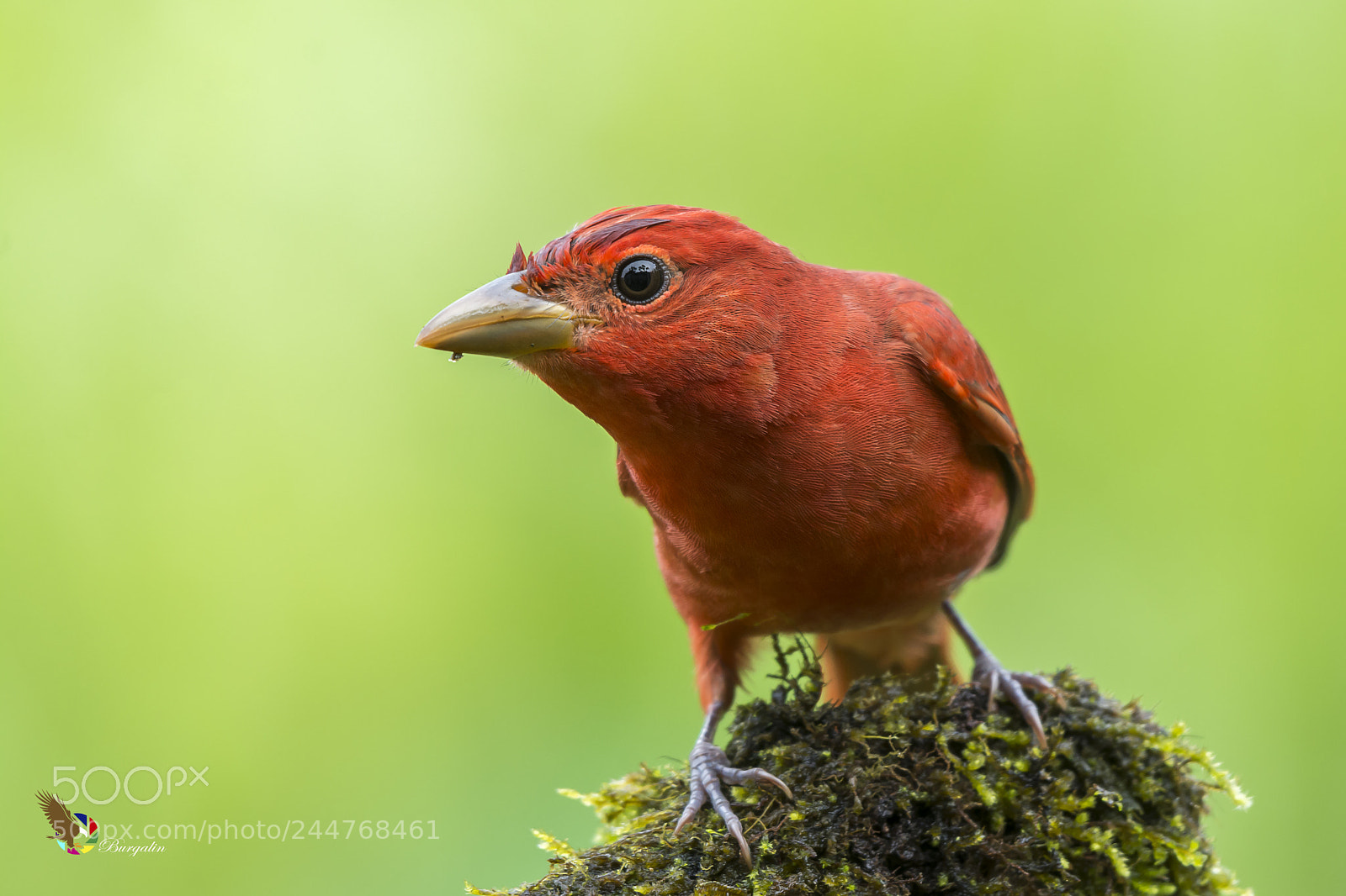 Nikon D7100 sample photo. Summer tanager photography
