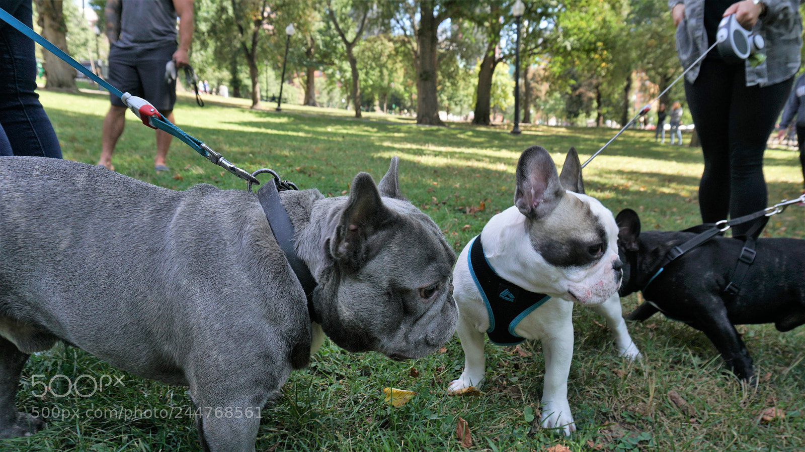 Sony a6500 sample photo. Meeting of the dogs photography
