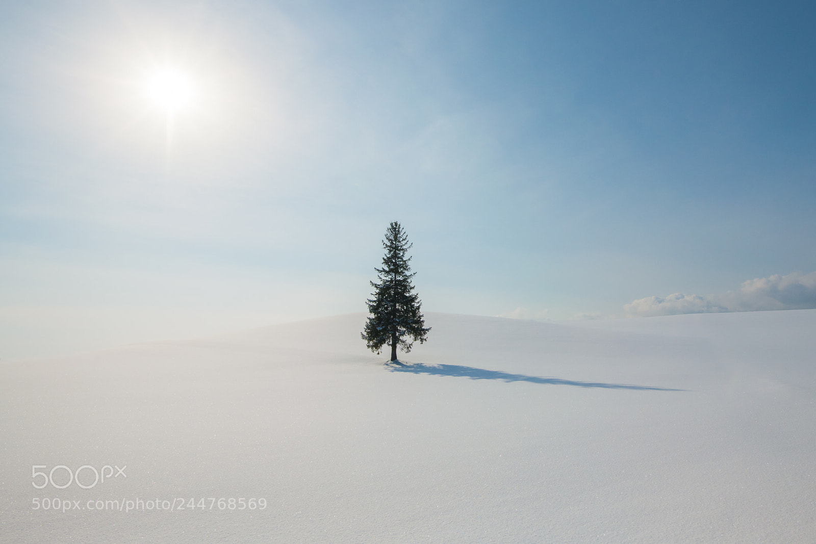 Nikon D850 sample photo. Very beautiful tree ansnow photography