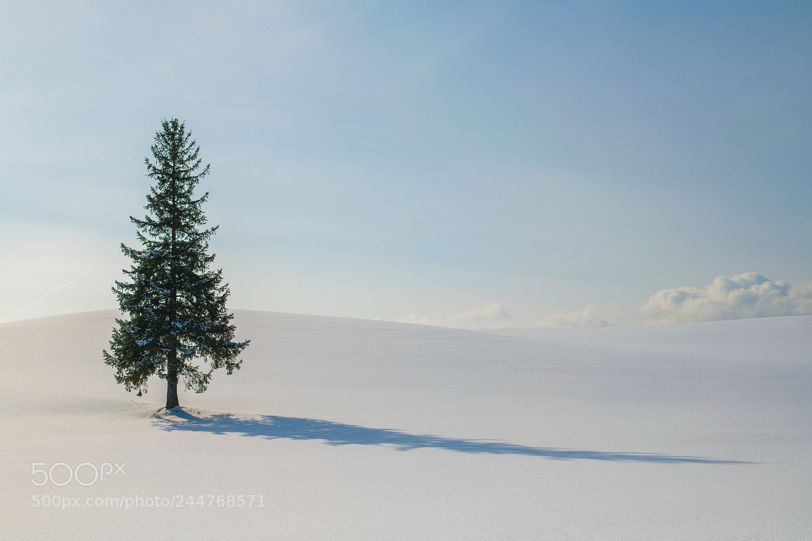 Nikon D850 sample photo. Very beautiful tree ansnow photography