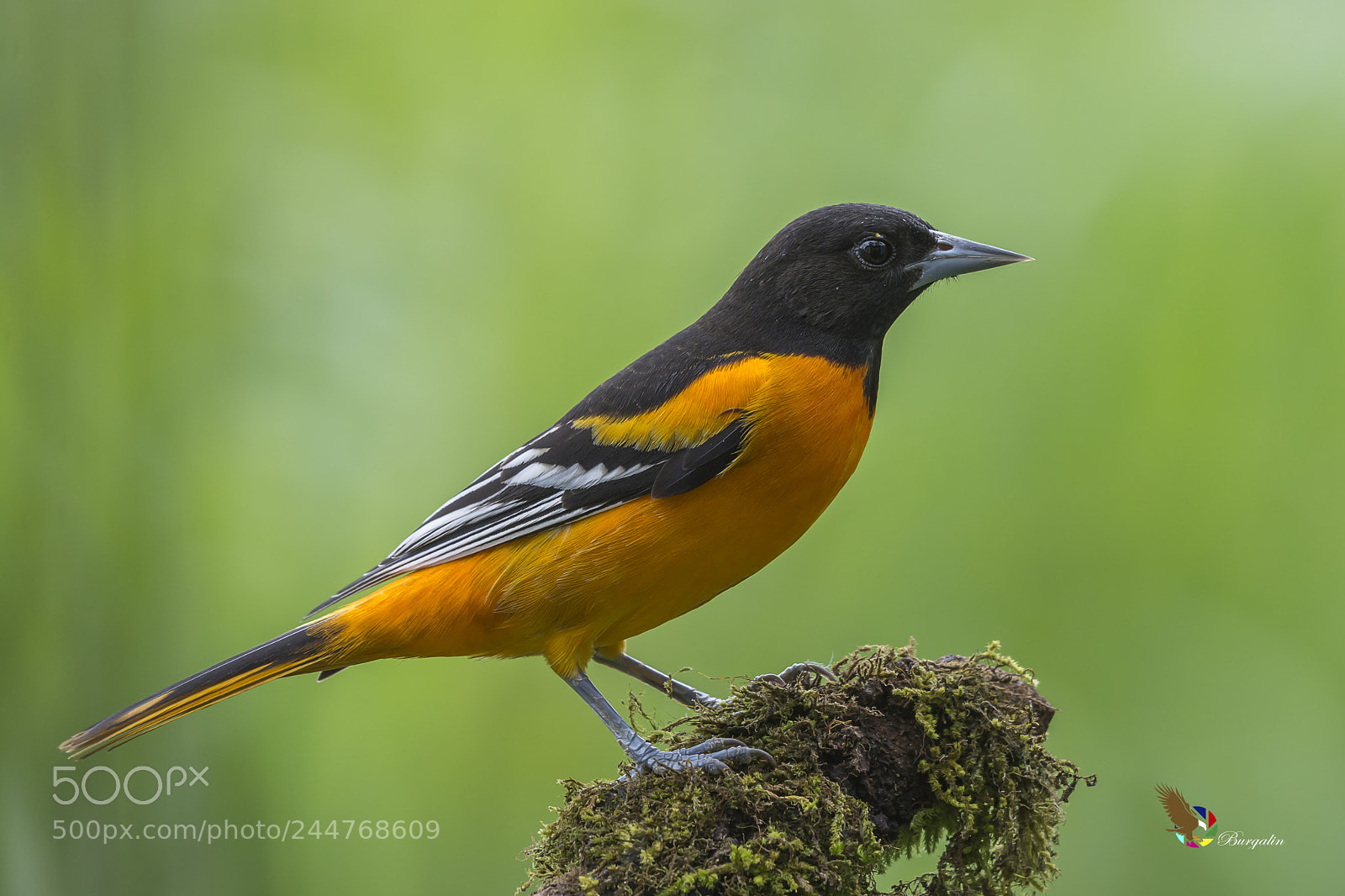 Nikon D7100 sample photo. Baltimore oriole photography
