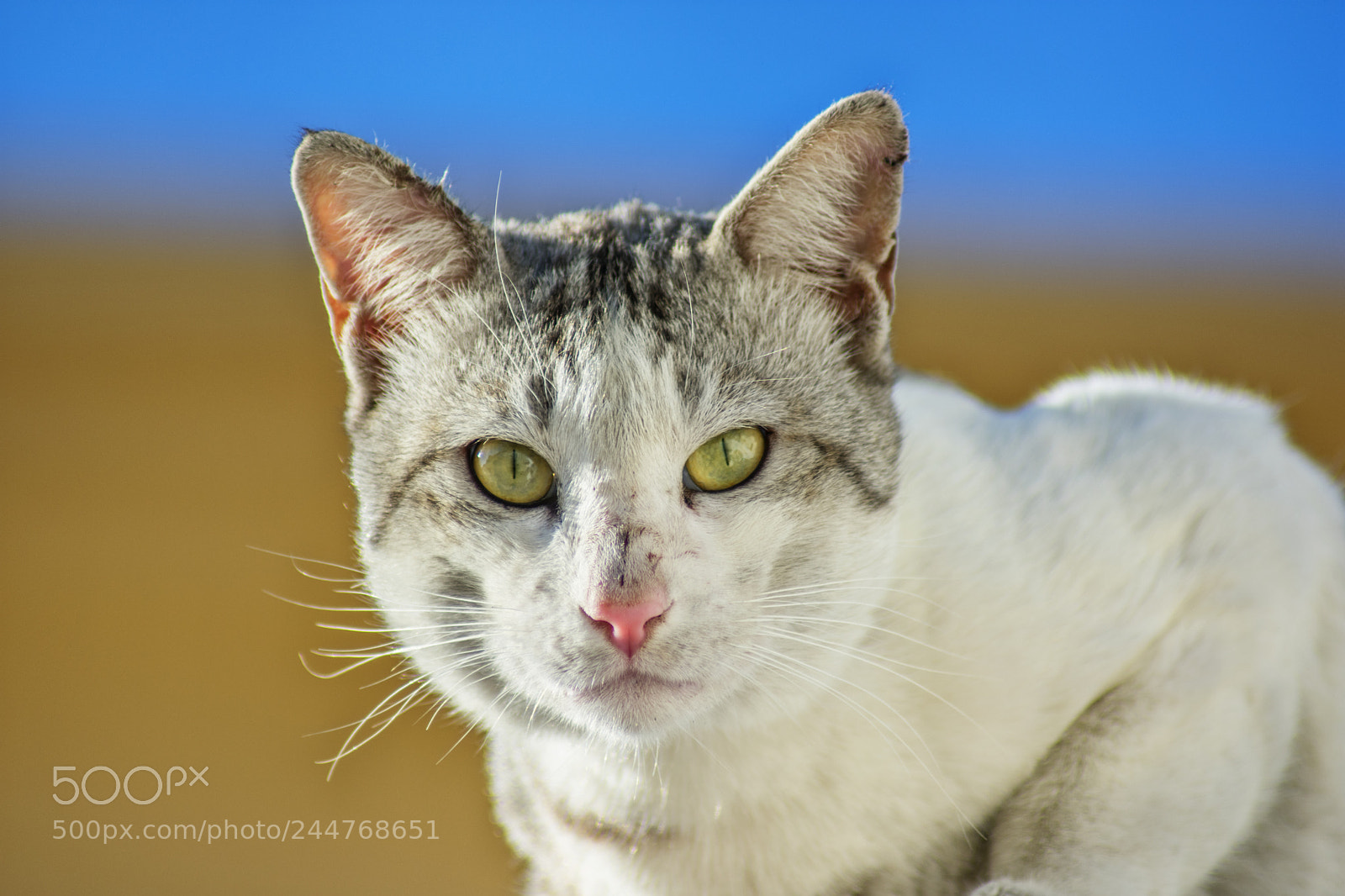 Nikon D3400 sample photo. The hunter of dubai photography