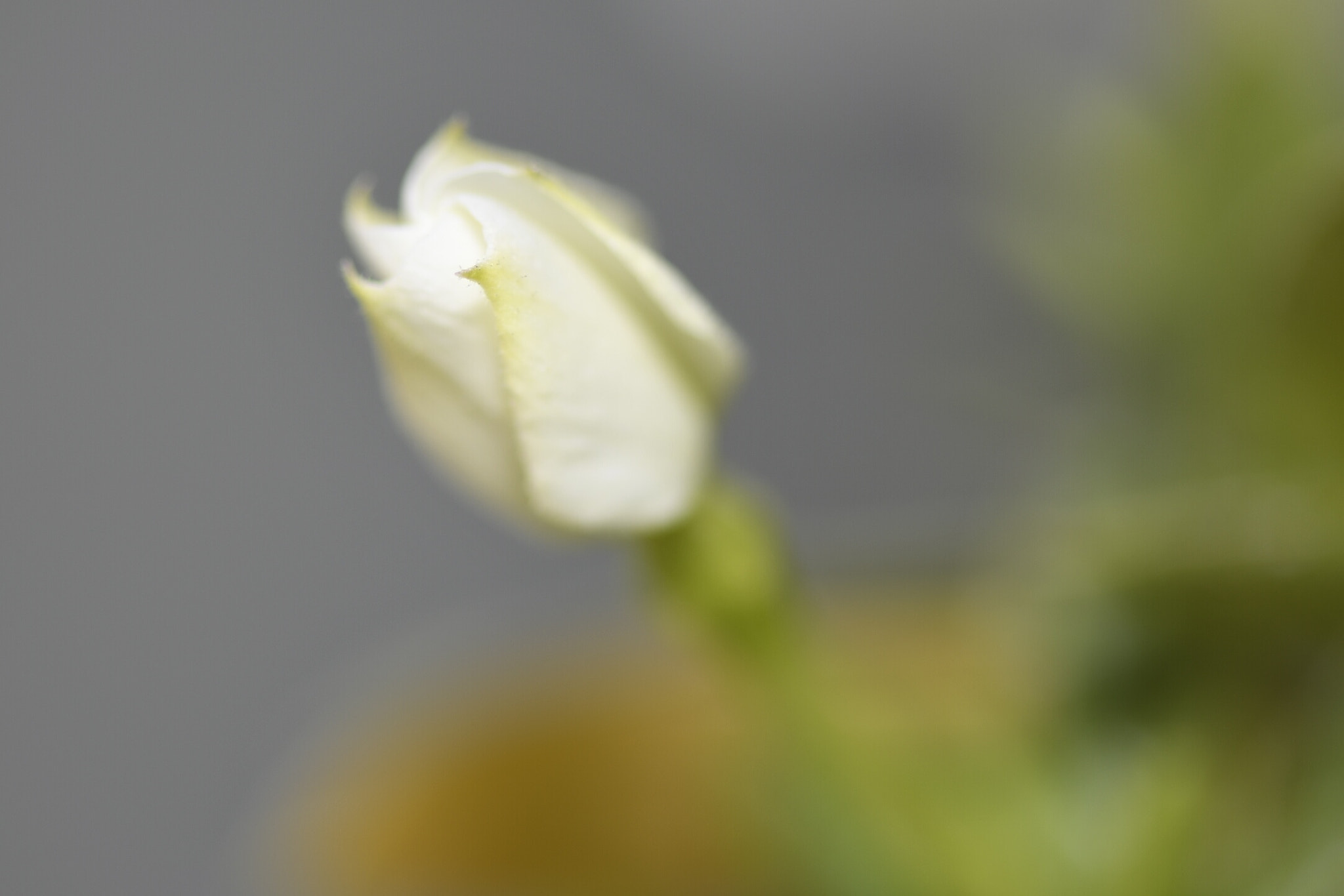 Nikon AF-S Micro-Nikkor 105mm F2.8G IF-ED VR sample photo. Flower photography