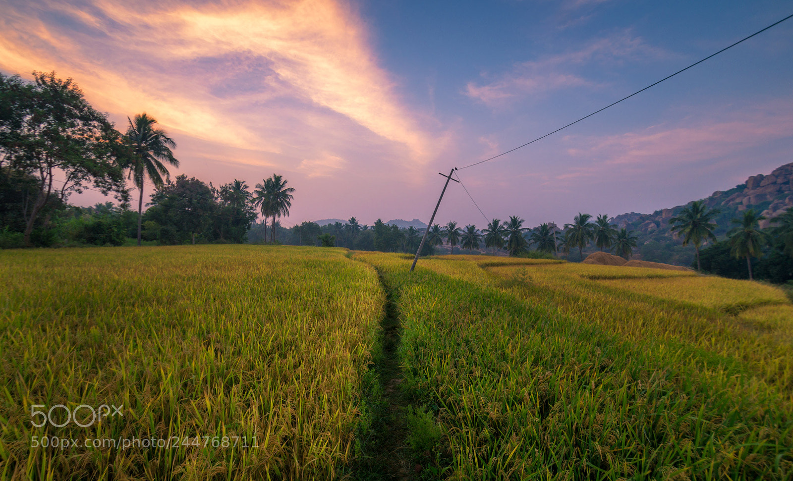 Sony SLT-A58 sample photo. Through the pathways of photography
