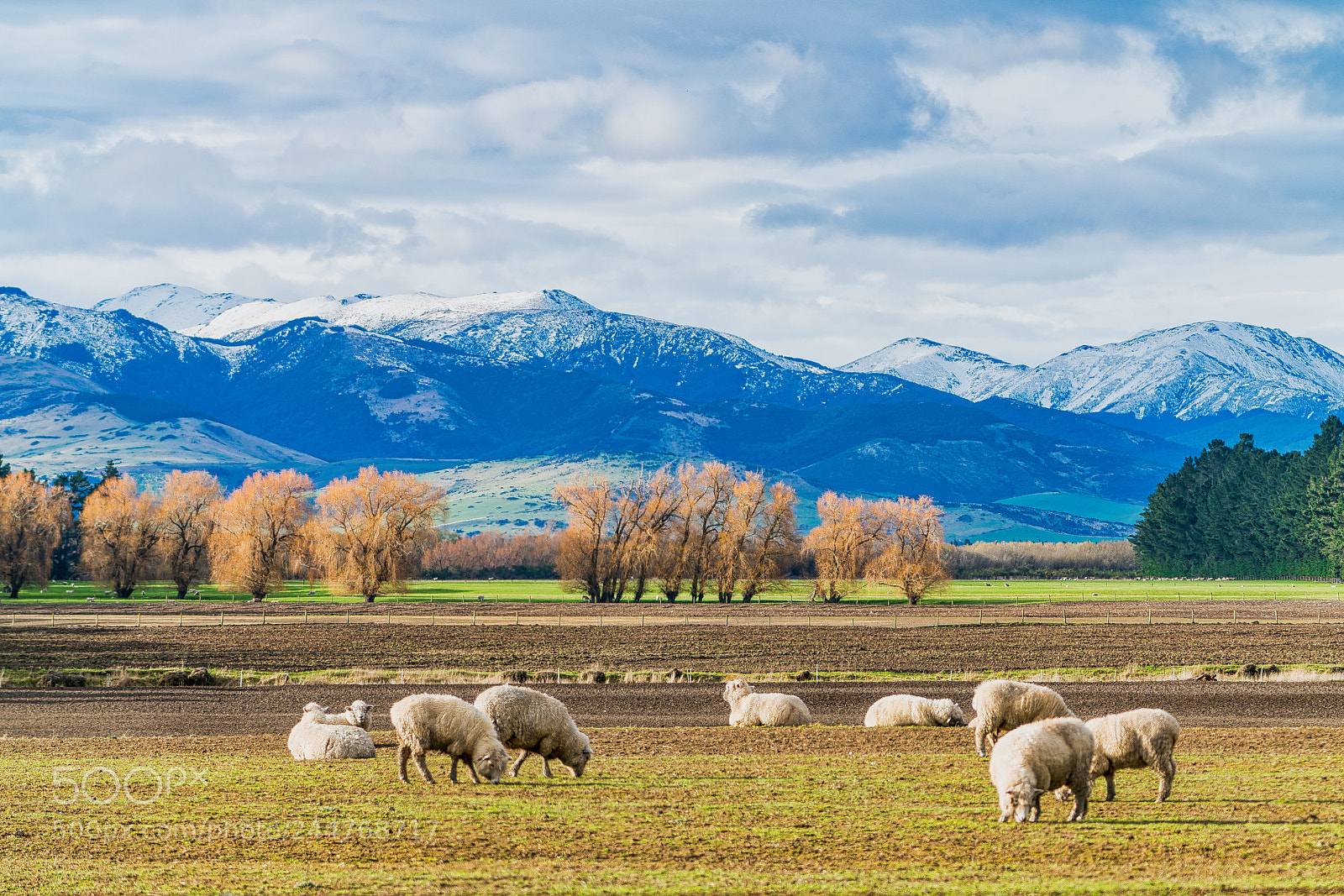 Sony a7R II sample photo. Sheeps on meadow at photography