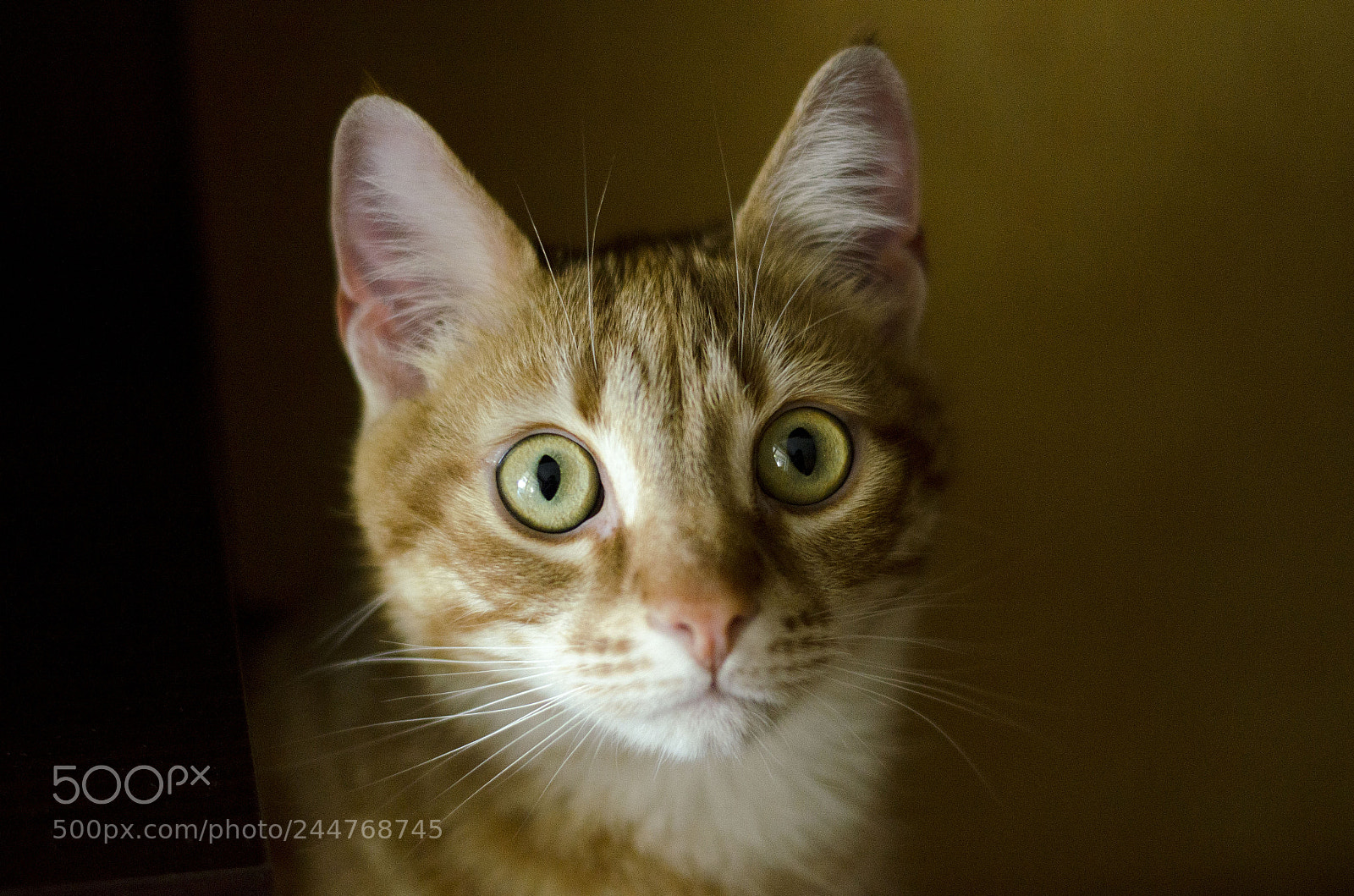 Nikon D5100 sample photo. Surprised cat photography