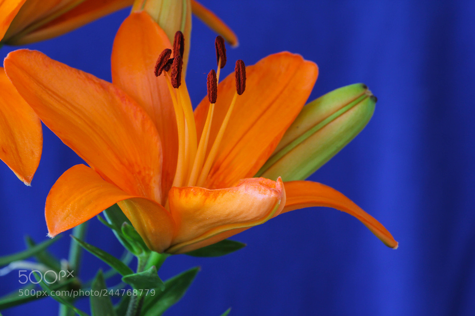 Canon EOS 60D sample photo. Flower photography