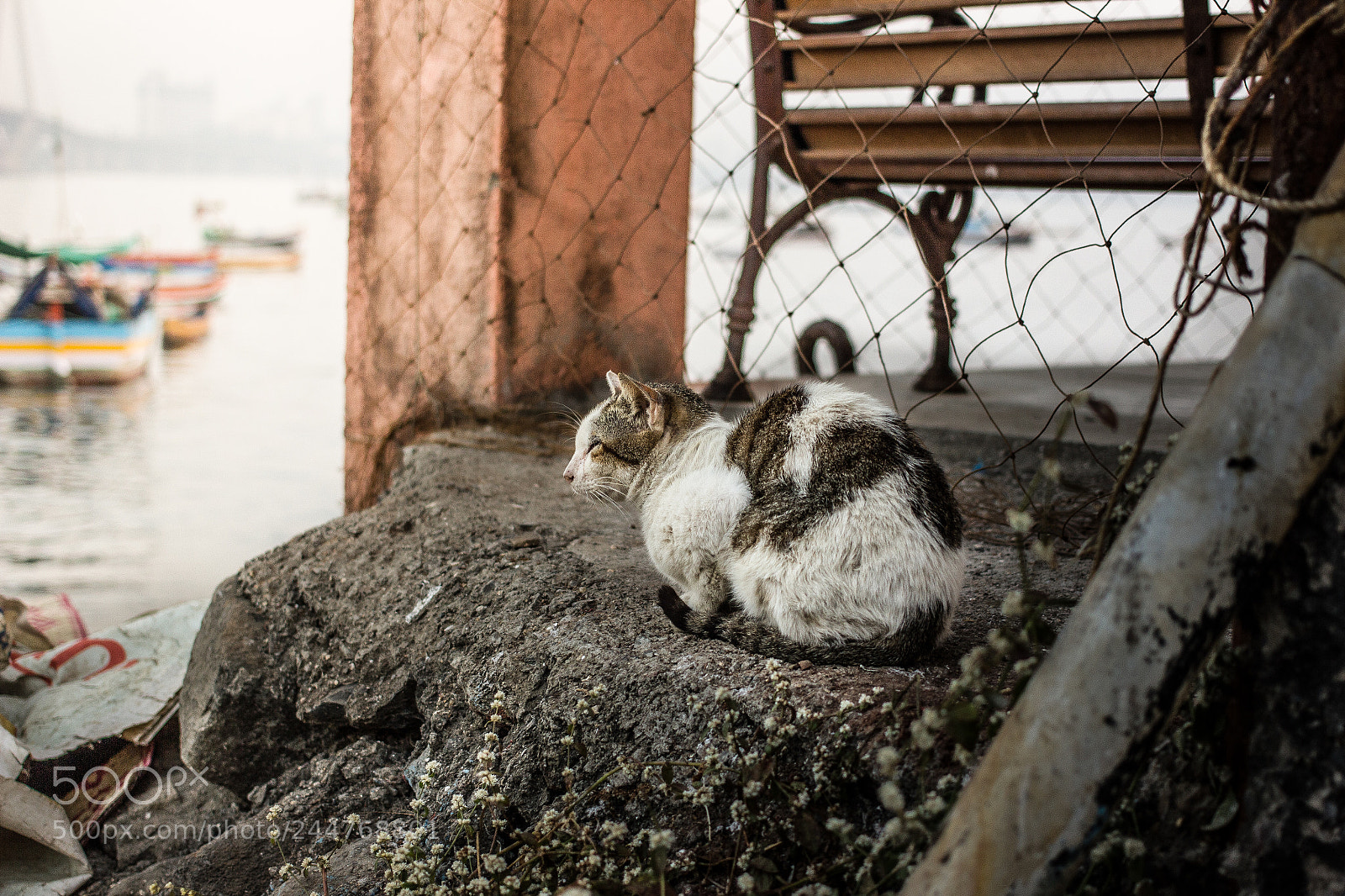 Canon EOS 550D (EOS Rebel T2i / EOS Kiss X4) sample photo. Cat photography