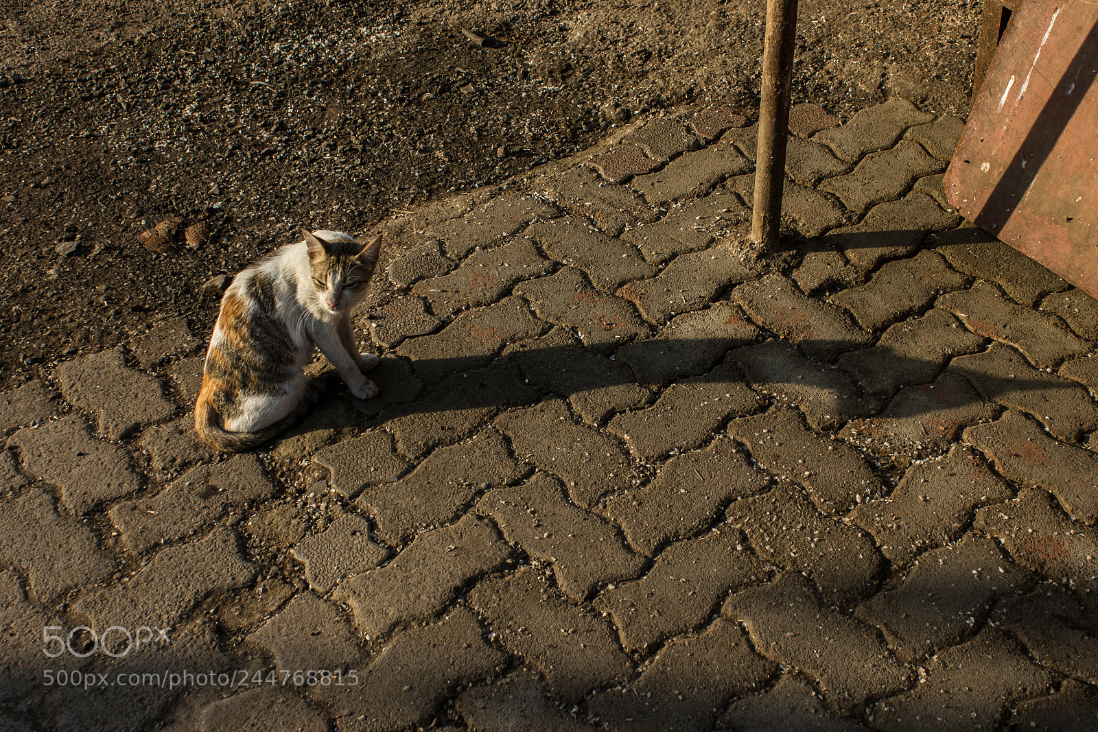 Canon EOS 550D (EOS Rebel T2i / EOS Kiss X4) sample photo. Cat photography