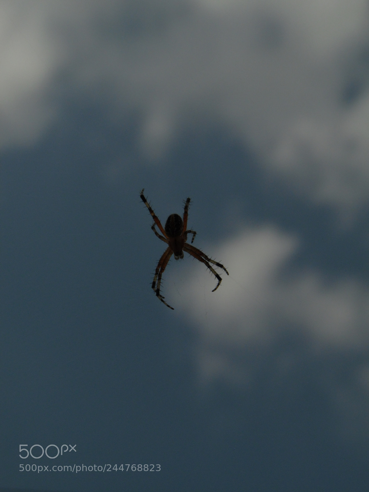 Samsung WB1100F/WB1101F/WB1102F sample photo. " arachnida" photography