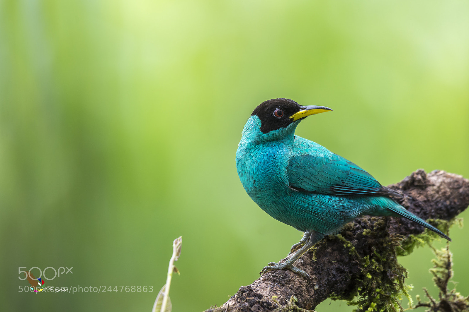 Nikon D7100 sample photo. Green honeycreeper photography