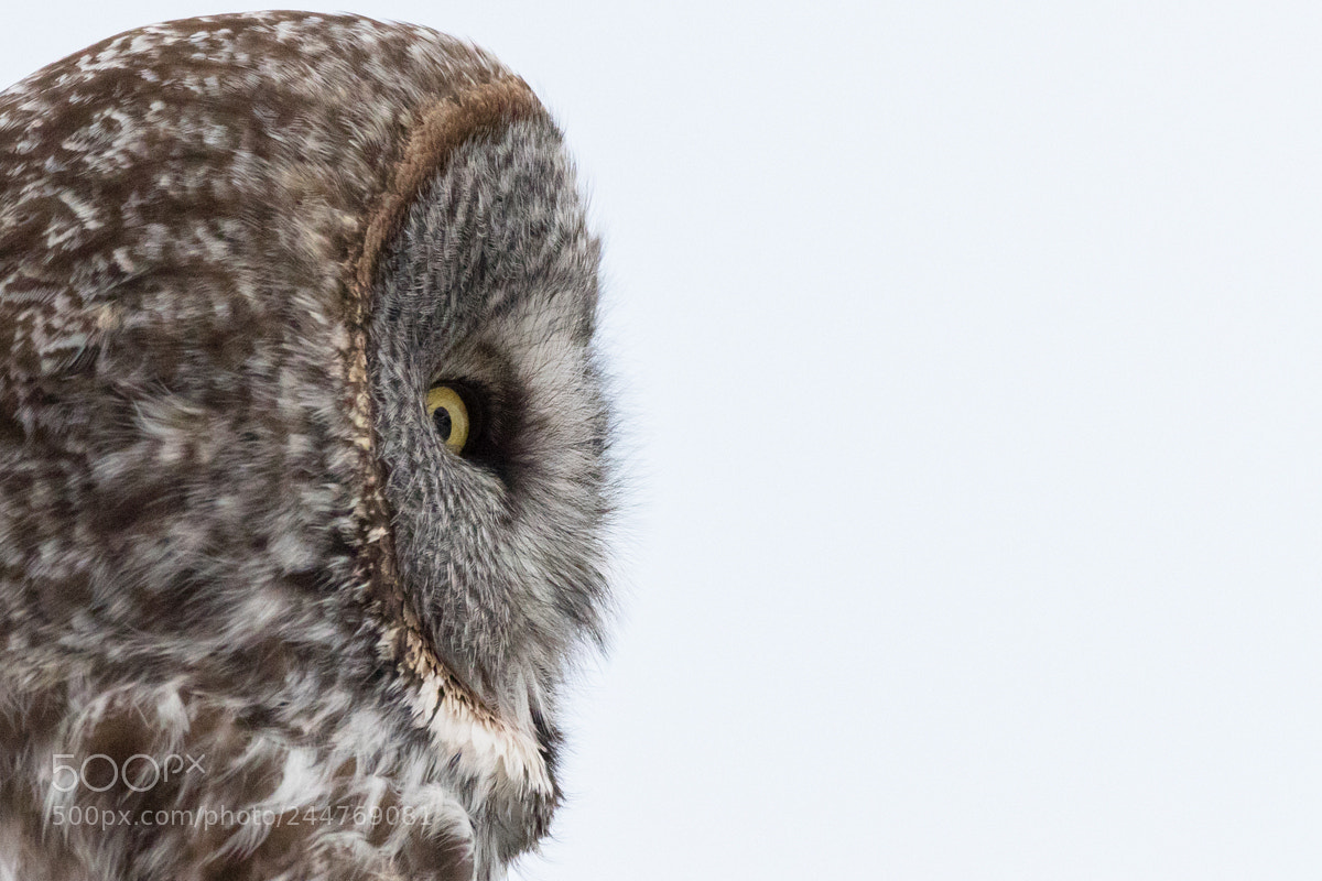 Nikon D500 sample photo. Great gray owl photography