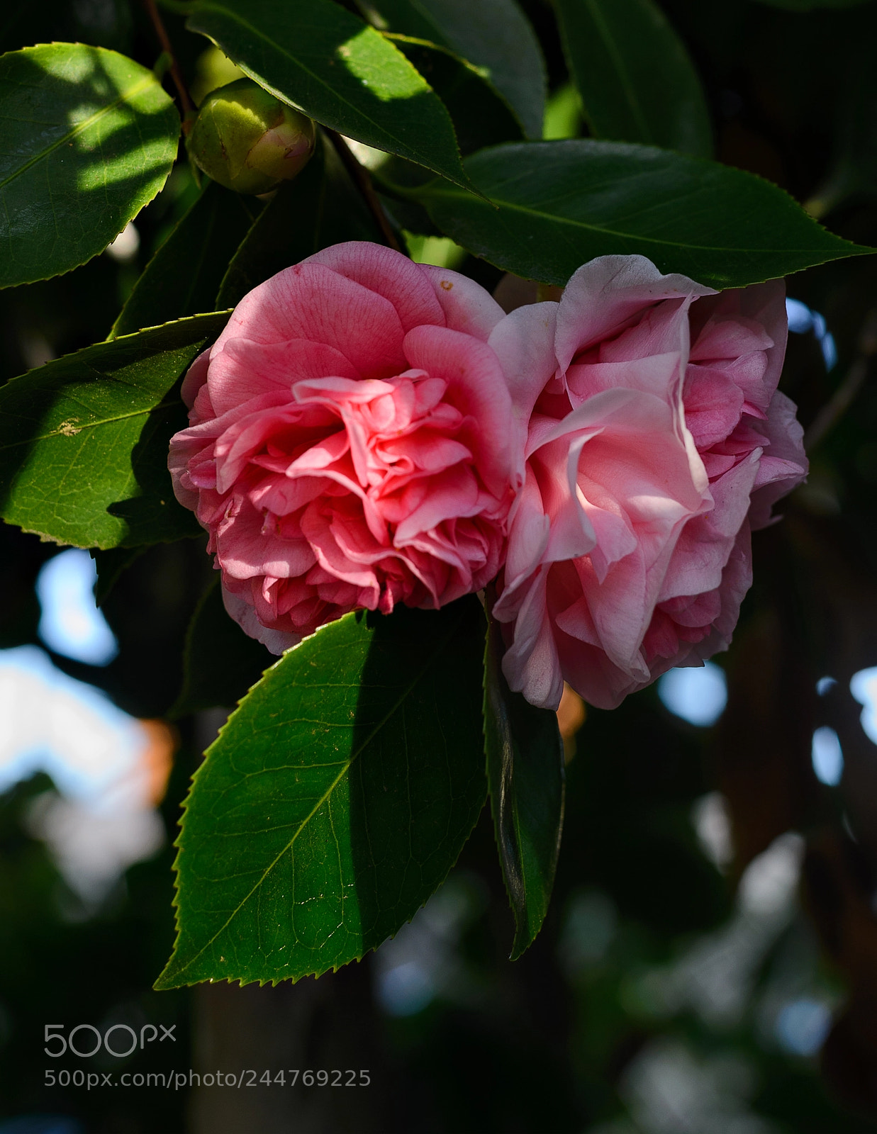 Nikon D610 sample photo. I heart you photography