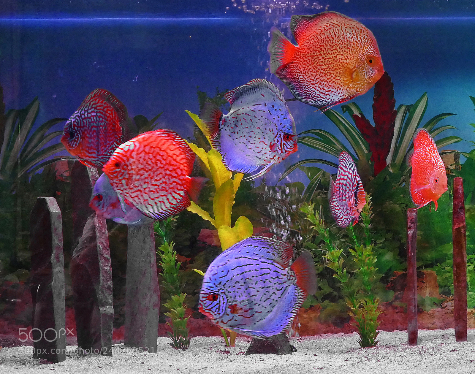Panasonic Lumix DMC-FZ1000 sample photo. My discus - aquarium photography