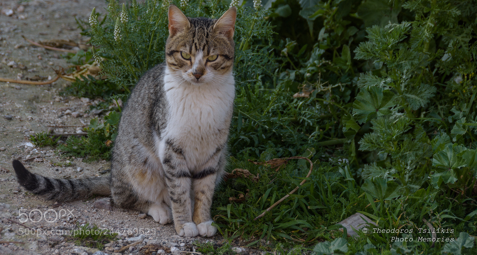 Nikon D7200 sample photo. Beauty in nature photography