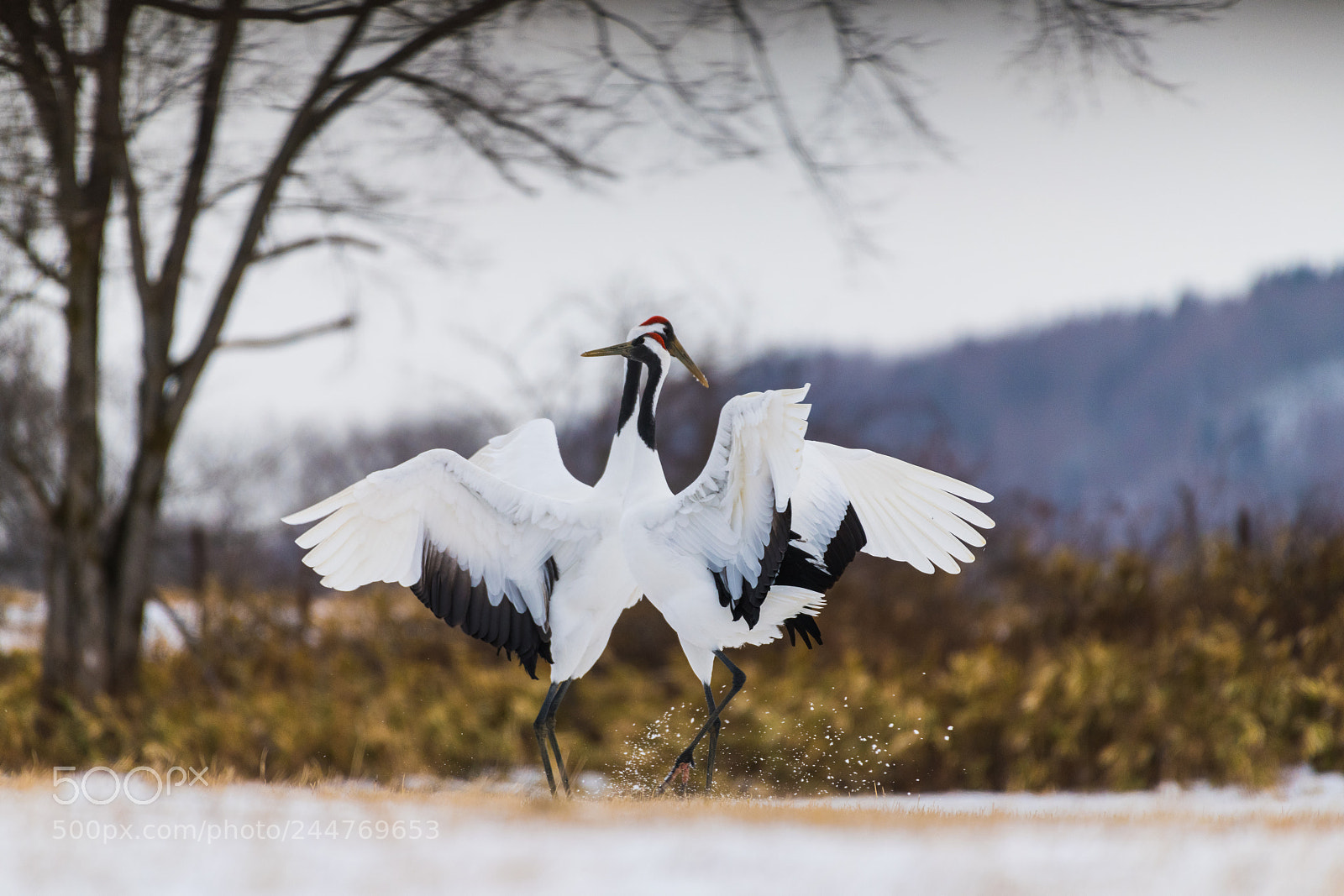 Nikon D850 sample photo. Red-crowned crane bird photography