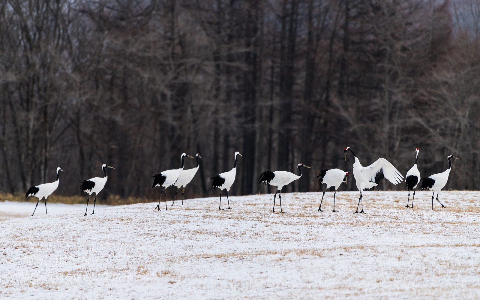 Nikon D850 sample photo. Red-crowned crane bird photography