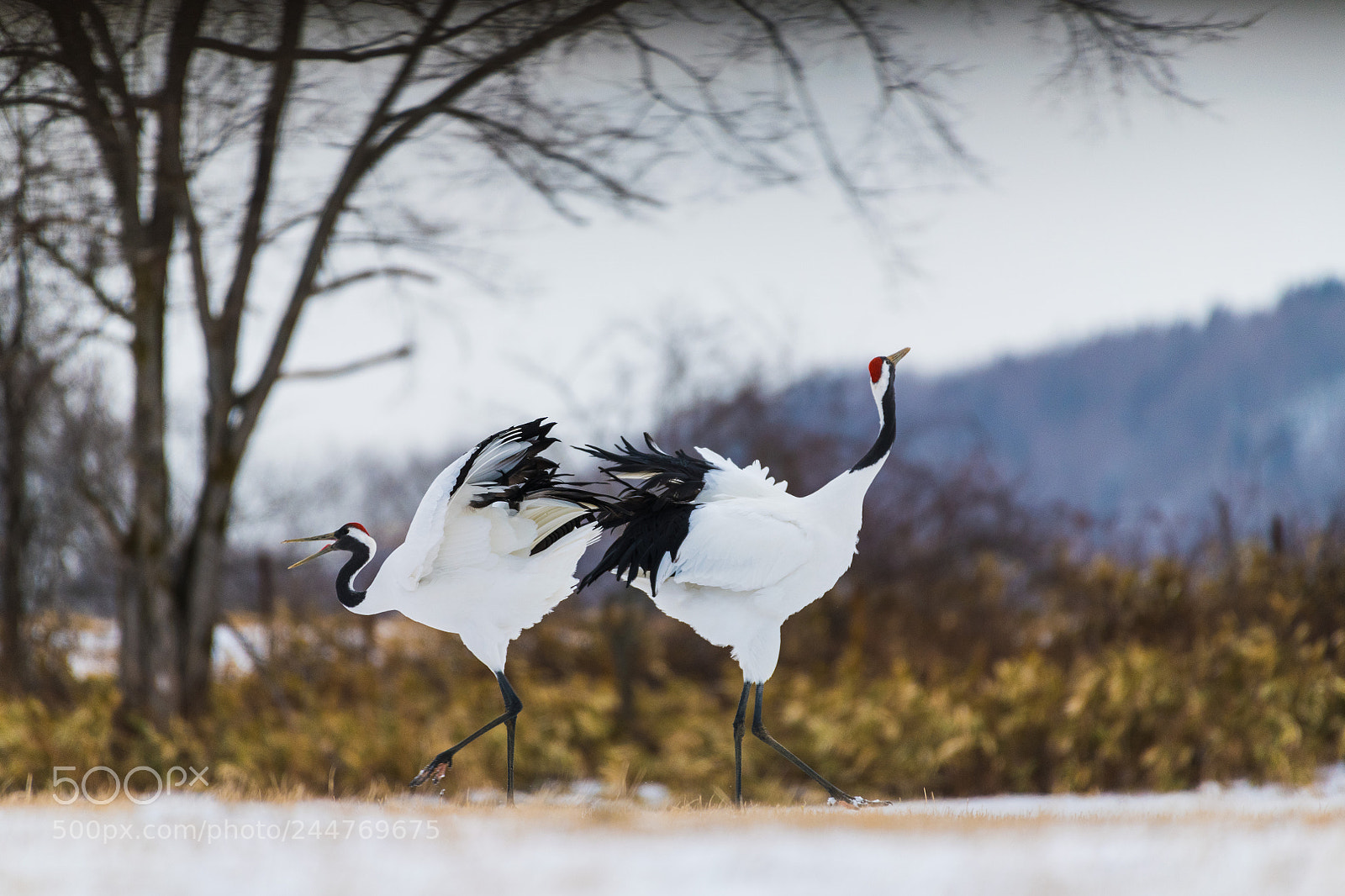 Nikon D850 sample photo. Red-crowned crane bird photography