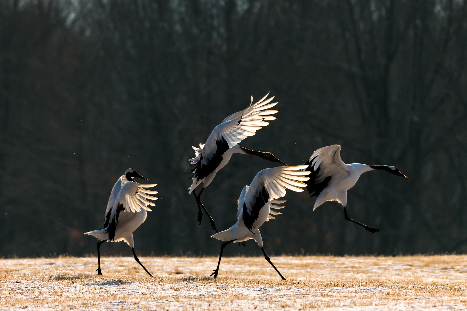 Nikon D850 sample photo. Red-crowned crane bird photography
