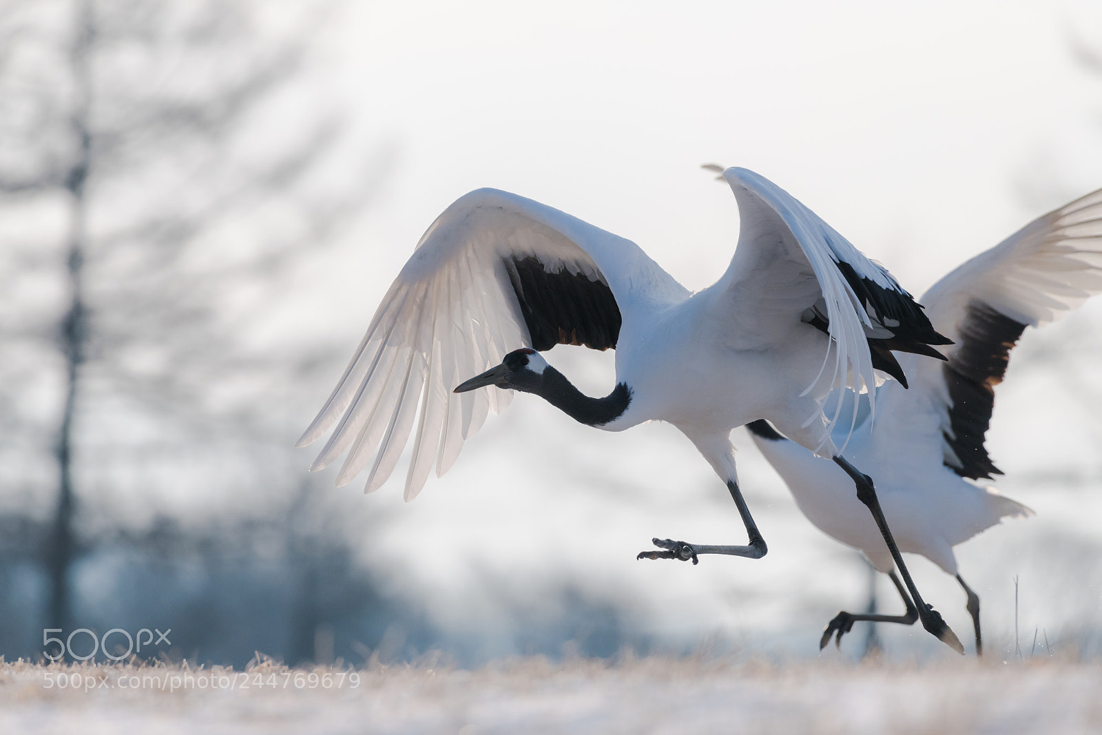Nikon D850 sample photo. Red-crowned crane bird photography