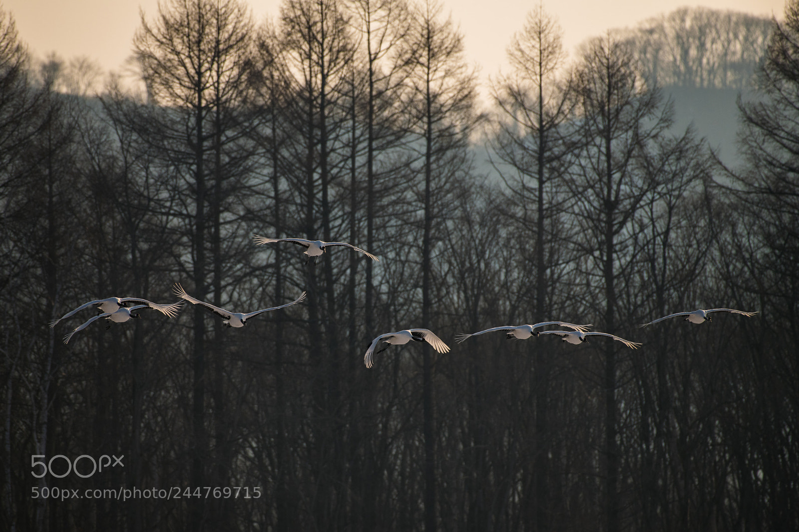 Nikon D850 sample photo. Red-crowned crane bird photography