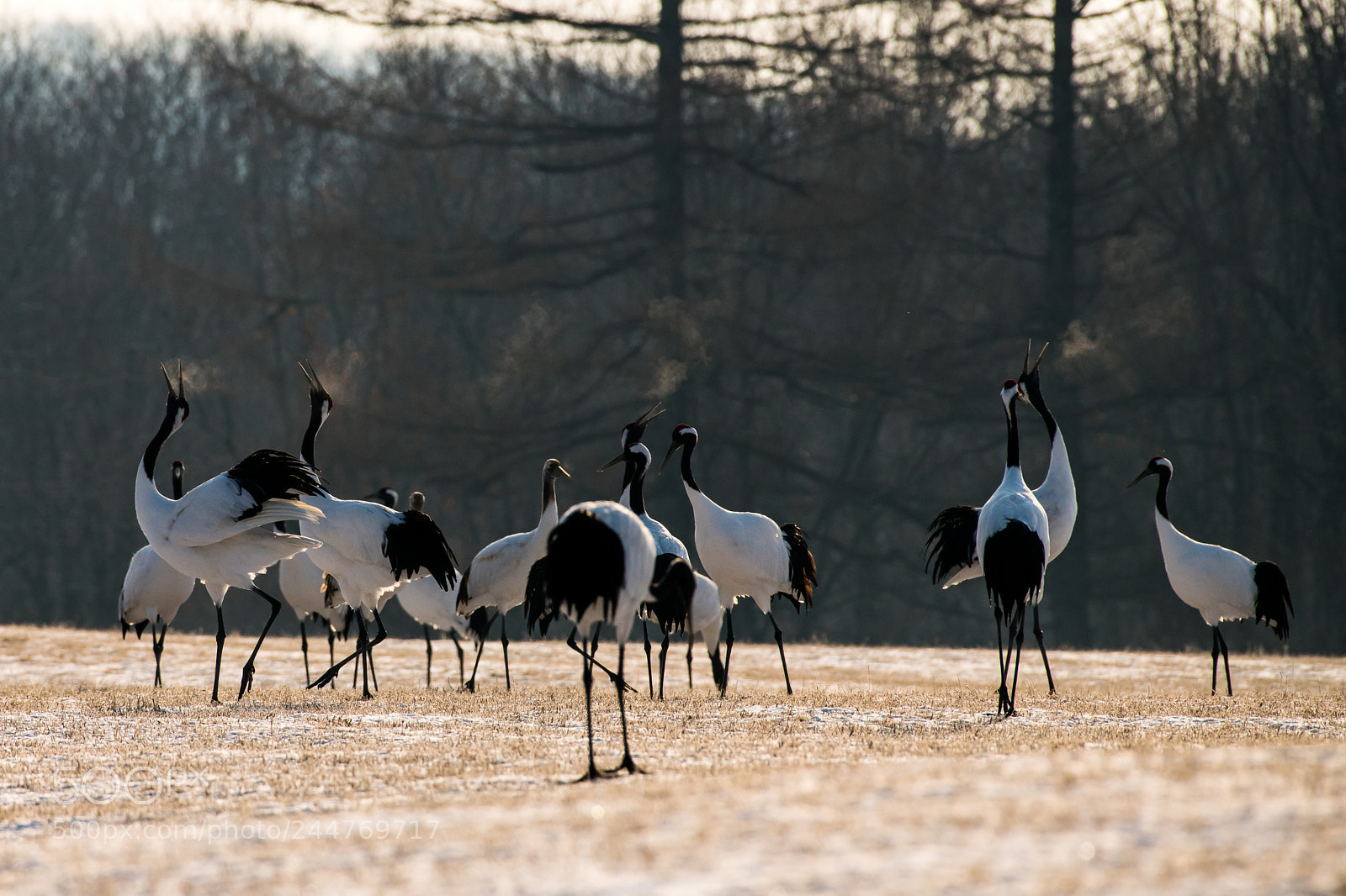 Nikon D850 sample photo. Red-crowned crane bird photography