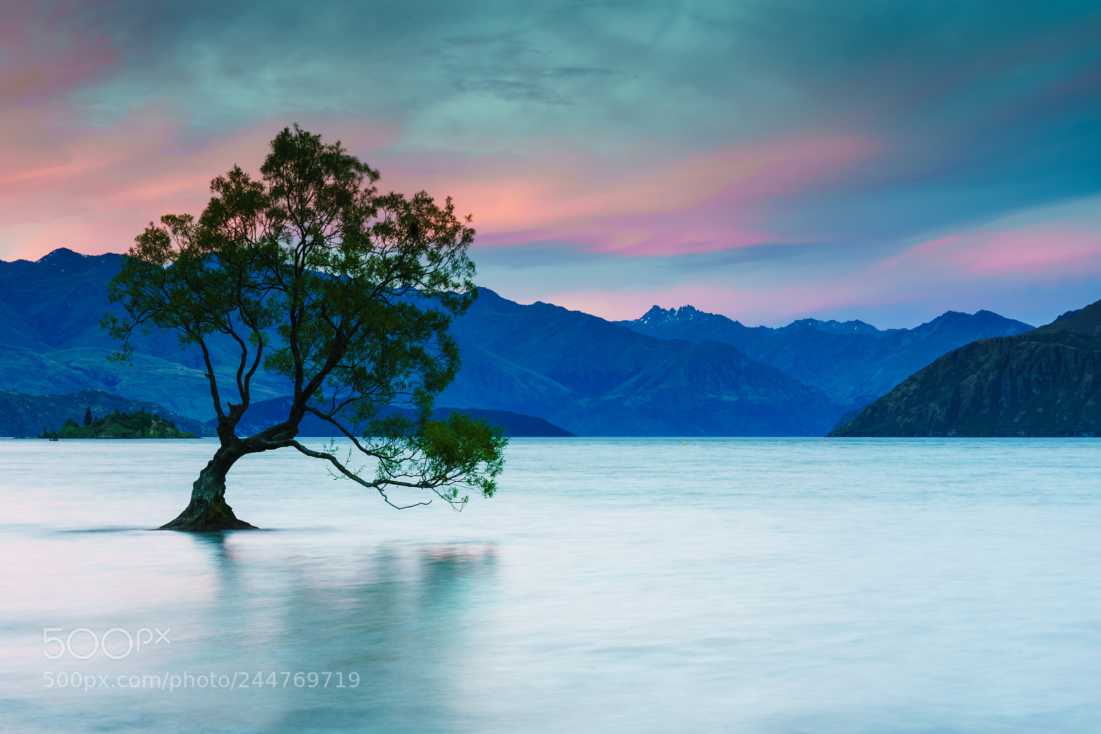 Sony a9 sample photo. Wanaka tree photography