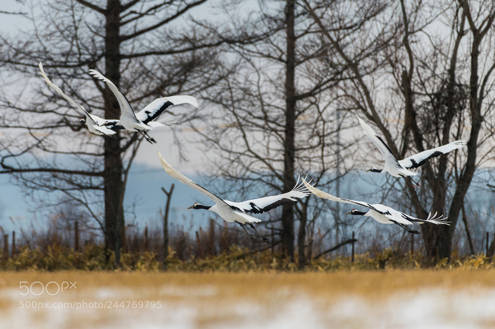 Nikon D850 sample photo. Red-crowned crane bird photography