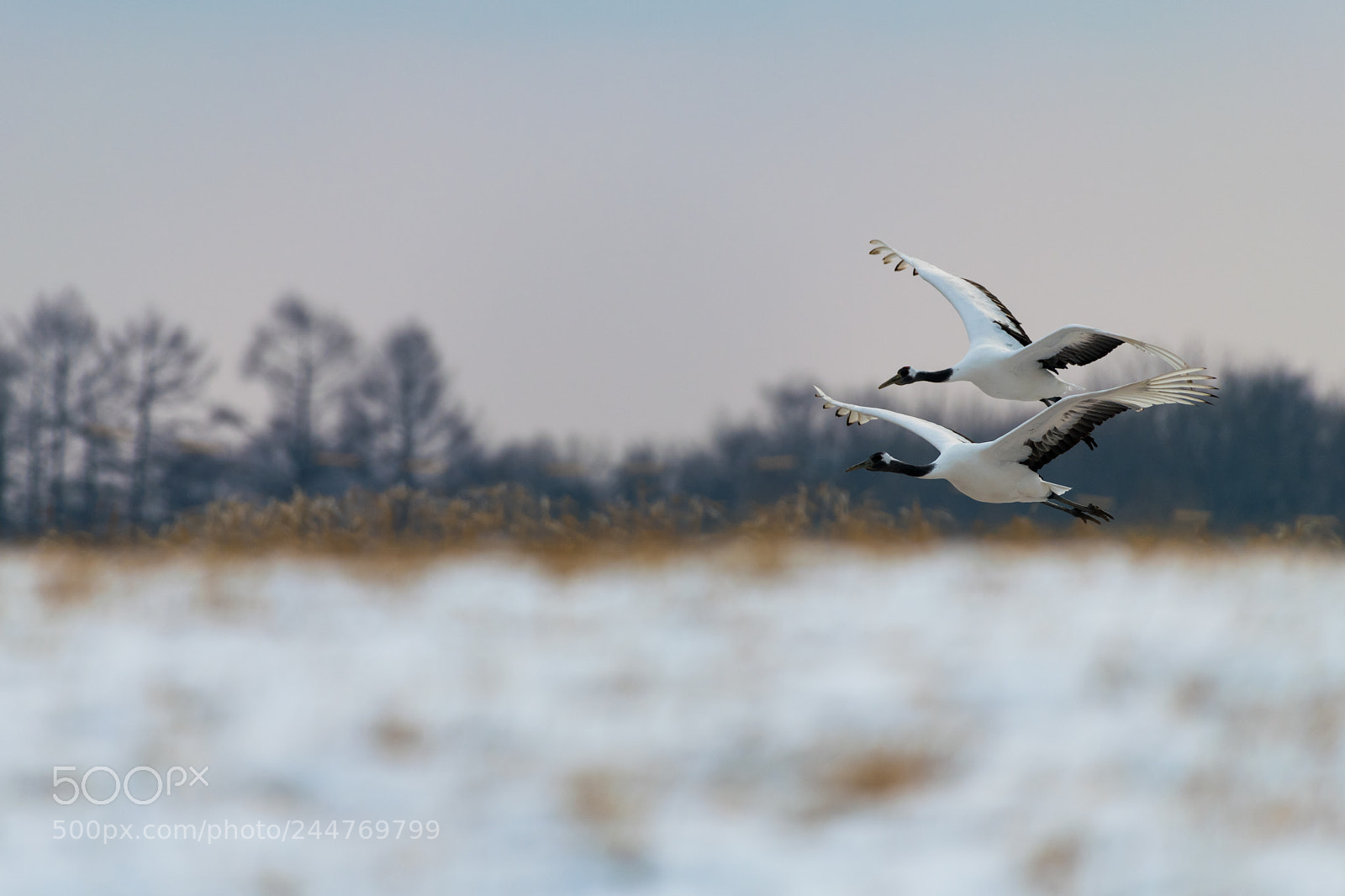 Nikon D850 sample photo. Red-crowned crane bird photography
