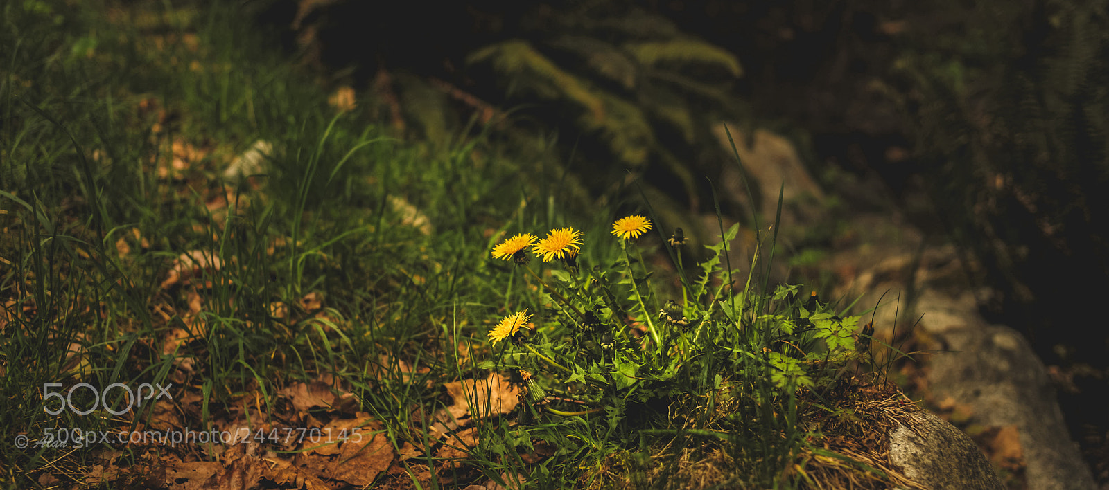 Leica M (Typ 240) sample photo. Wildflower photography