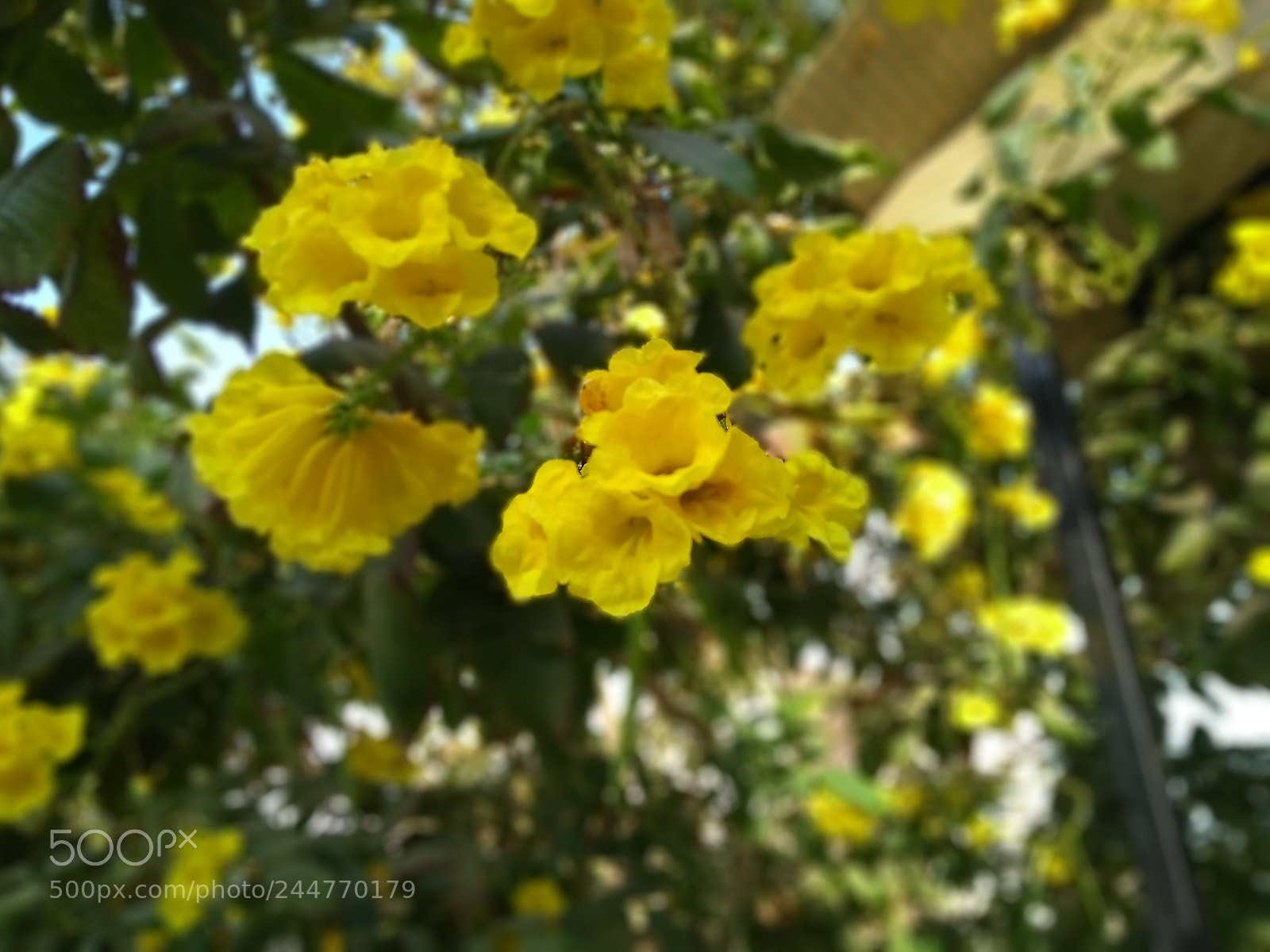 Motorola Moto G (5S) Plus sample photo. Yellow flower... photography